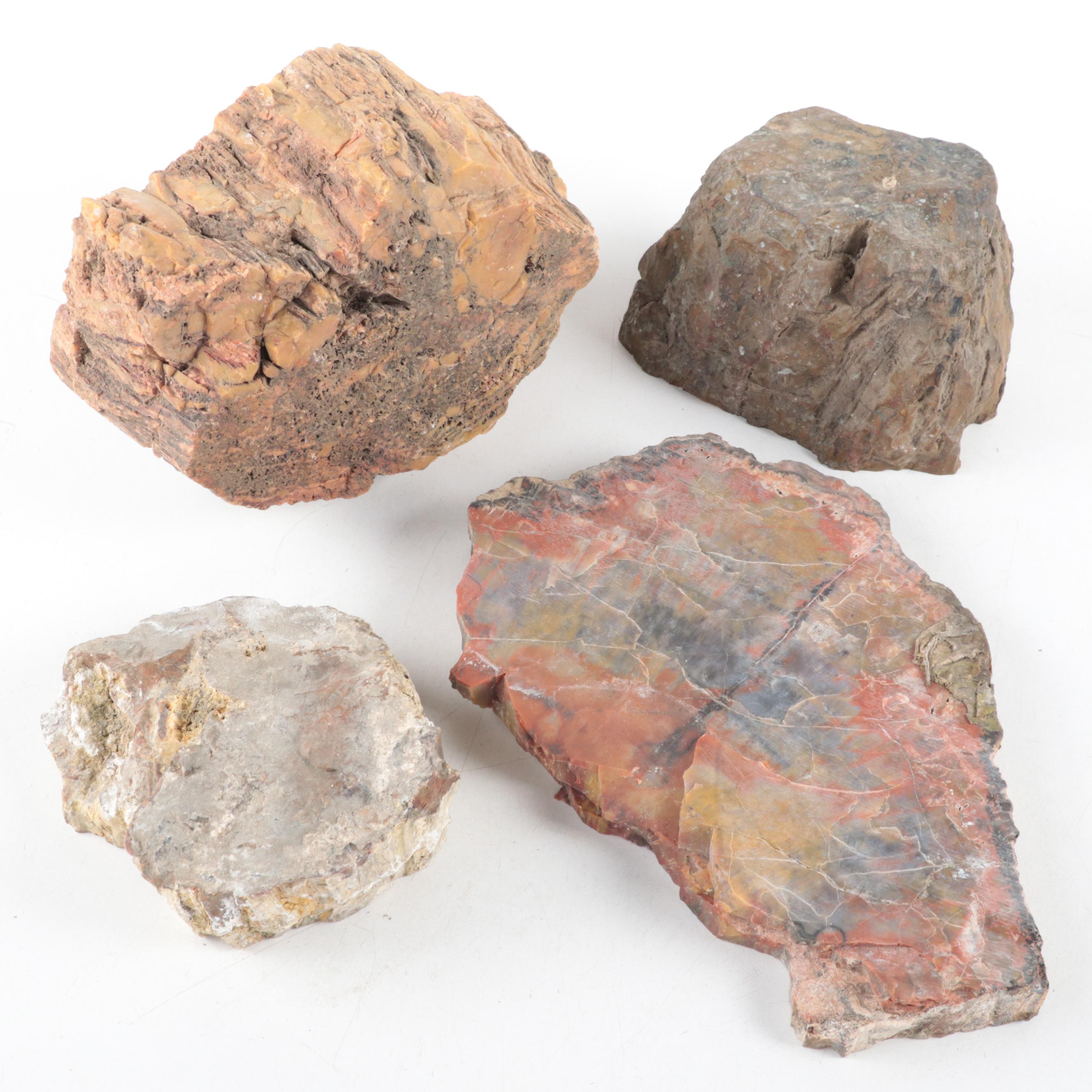 Rough Petrified Wood Specimens