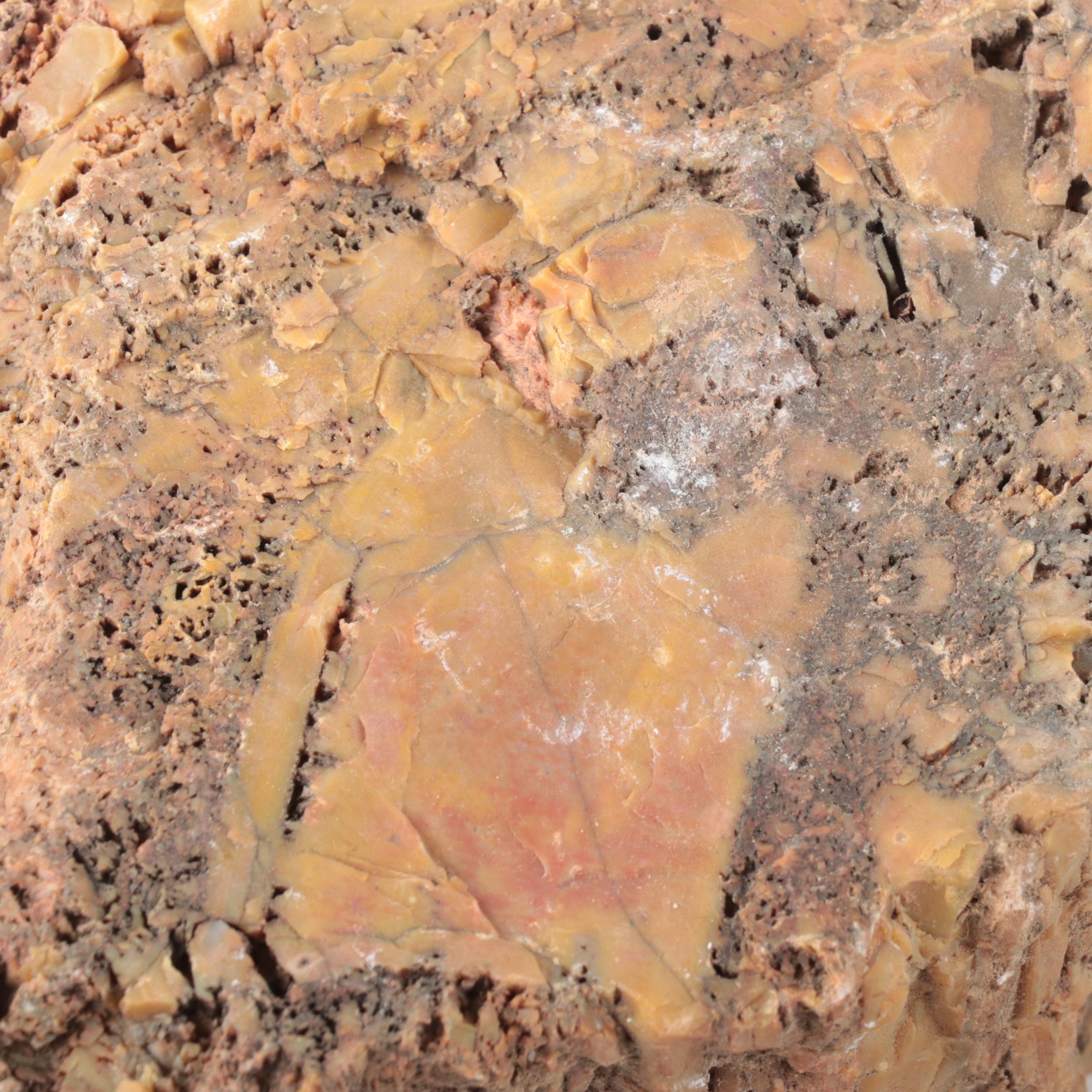 Rough Petrified Wood Specimens