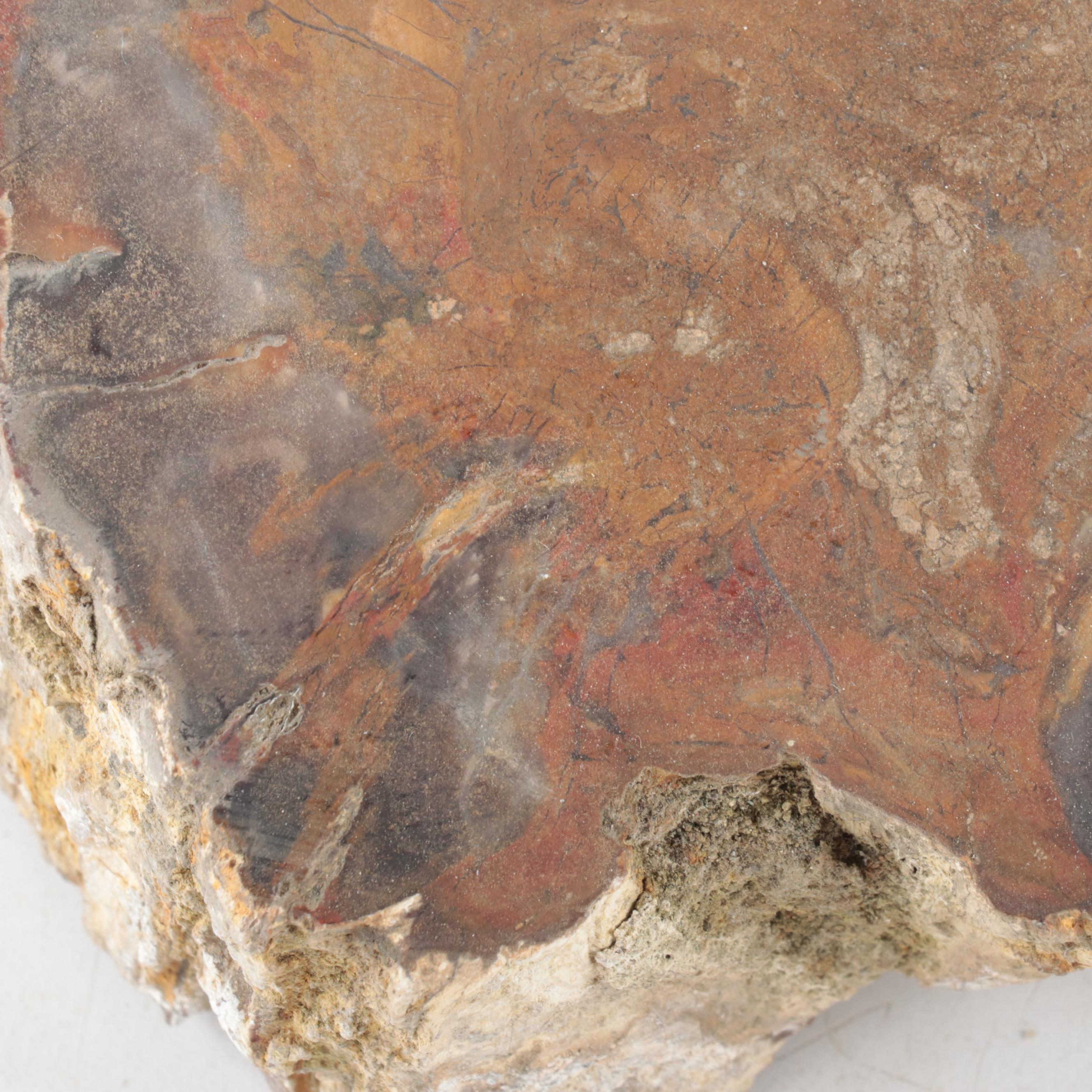 Rough Petrified Wood Specimens