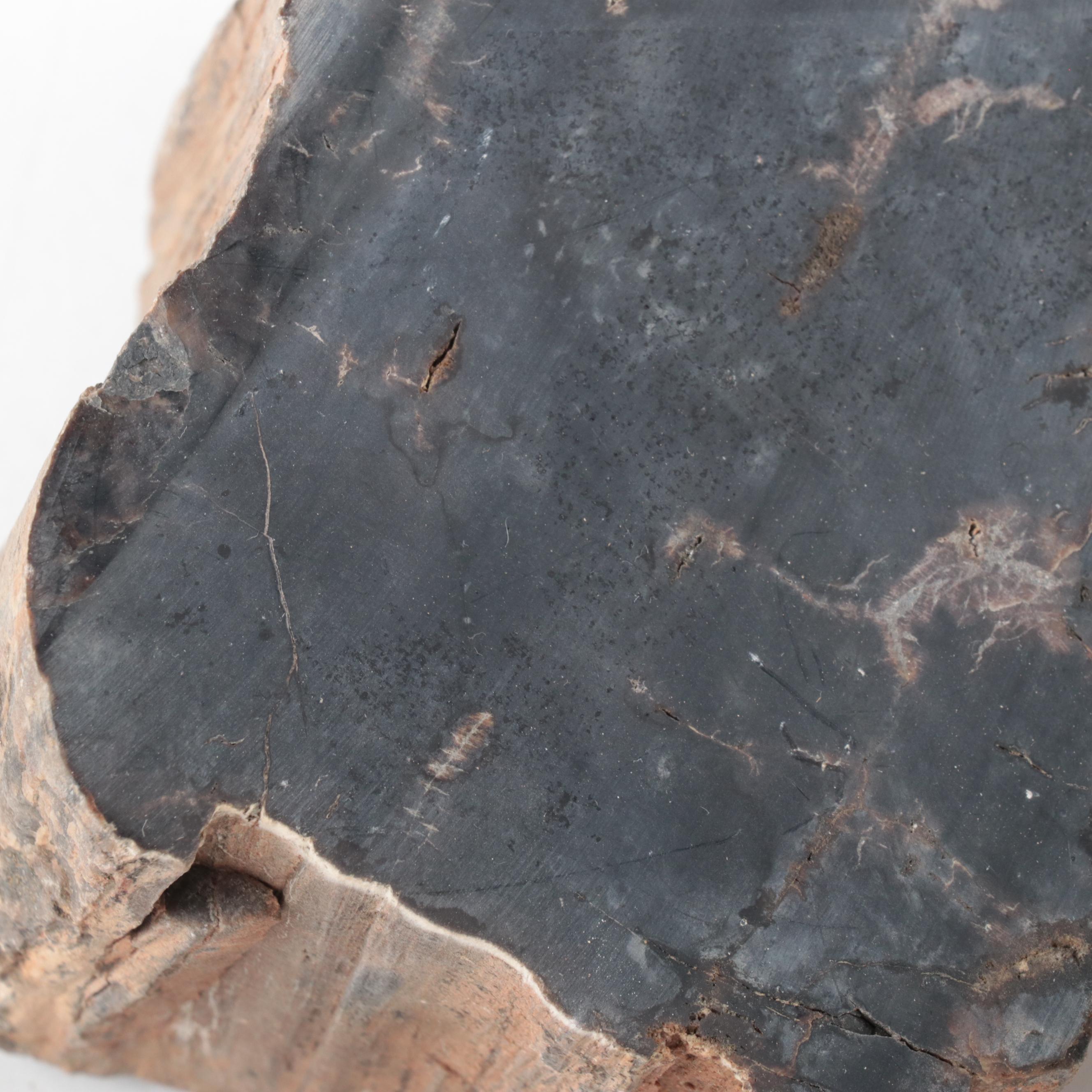 Petrified Wood Specimens