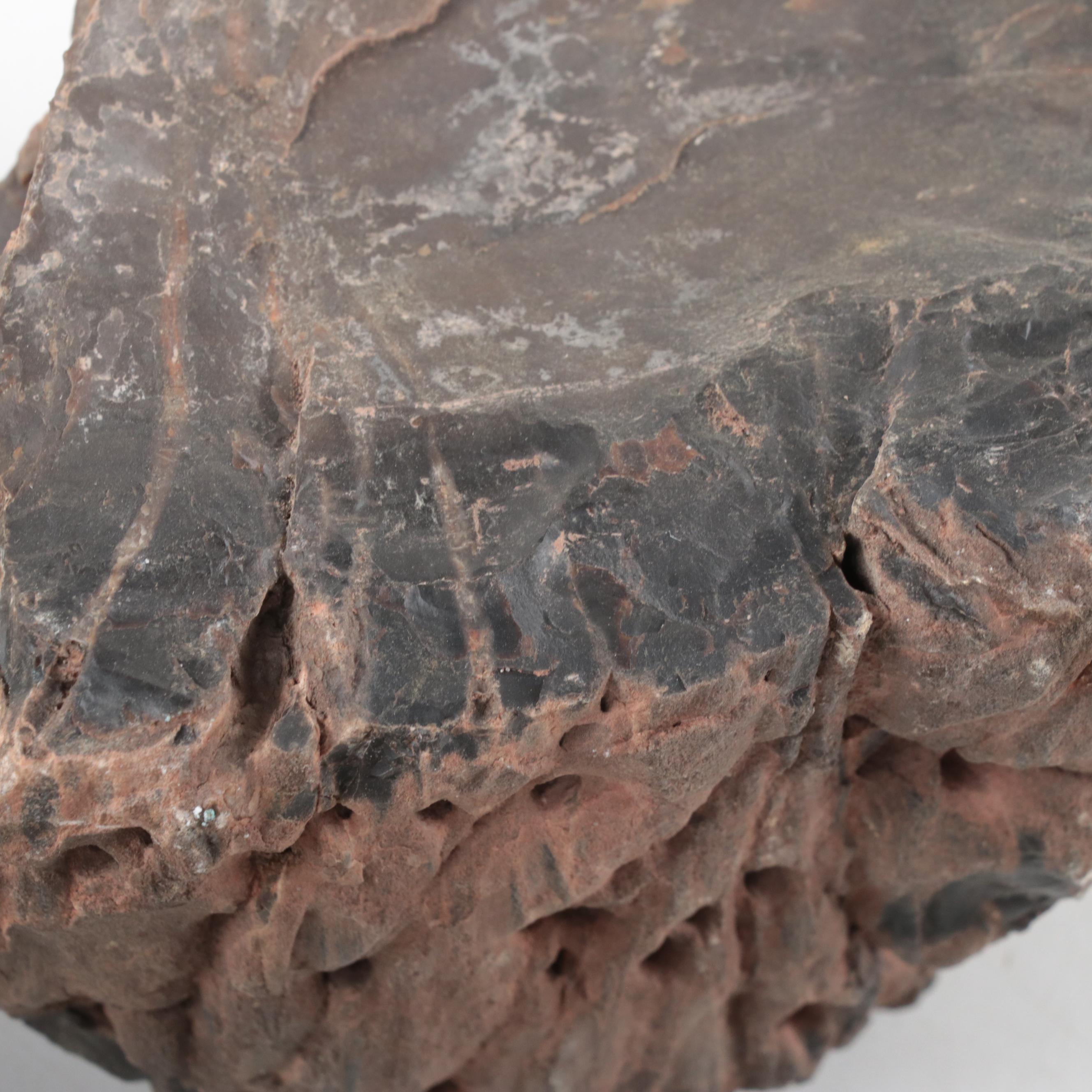 Petrified Wood Specimens