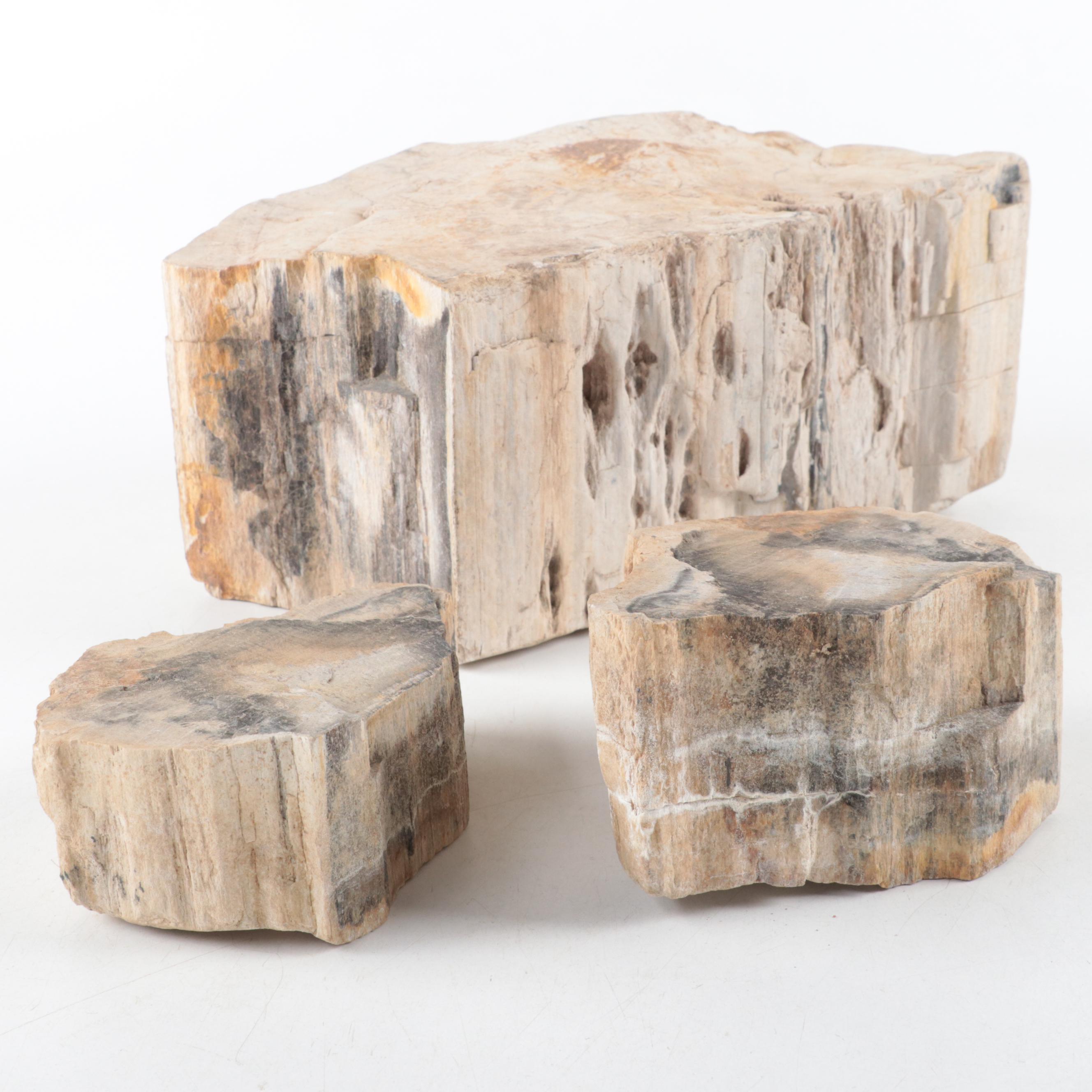 Rough Petrified Wood Specimens