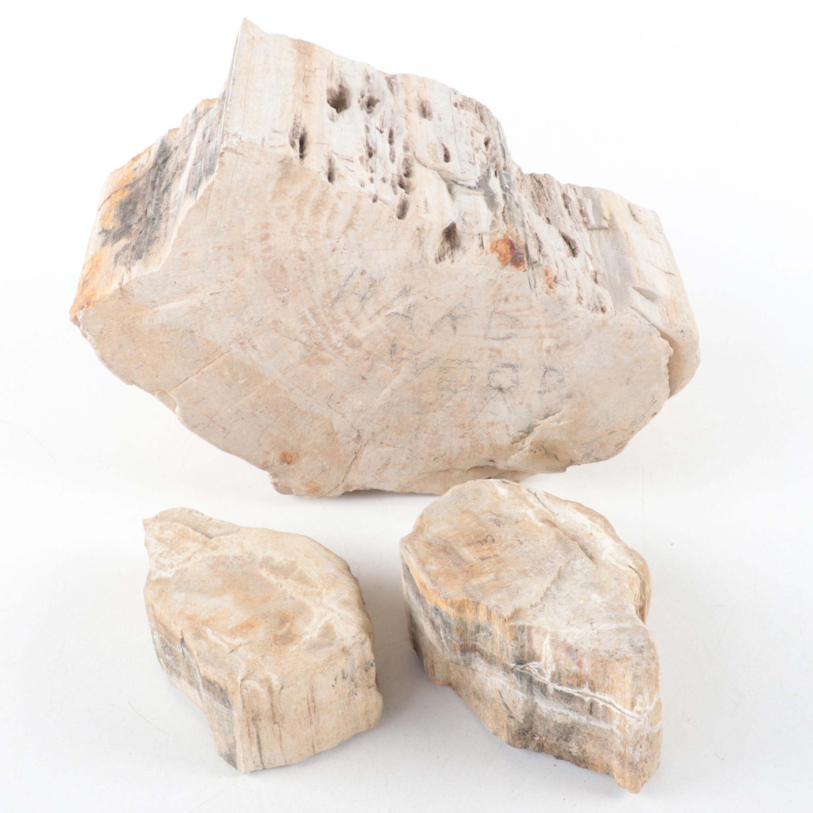 Rough Petrified Wood Specimens
