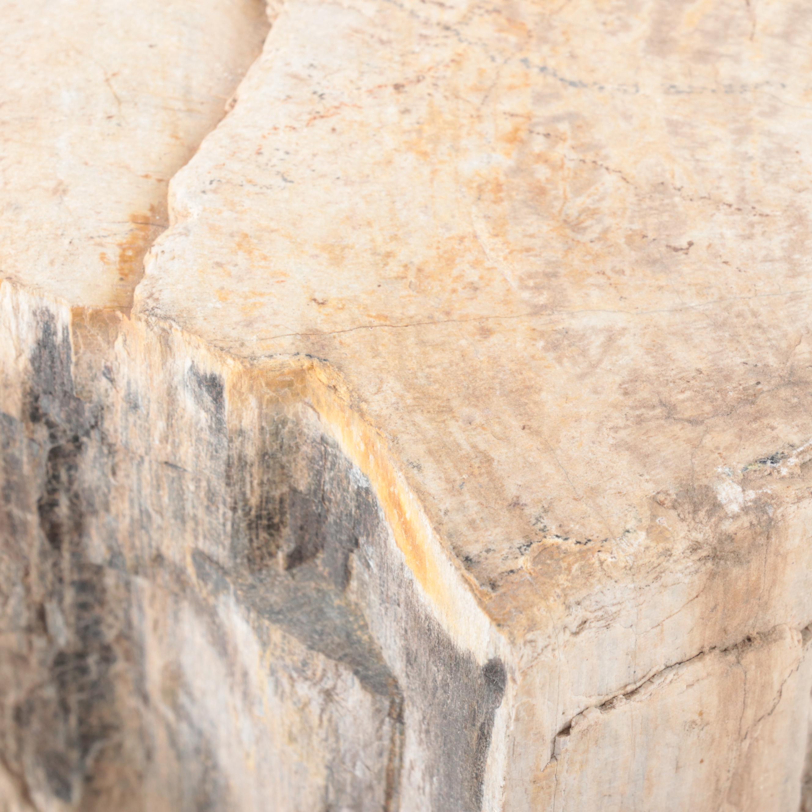Rough Petrified Wood Specimens