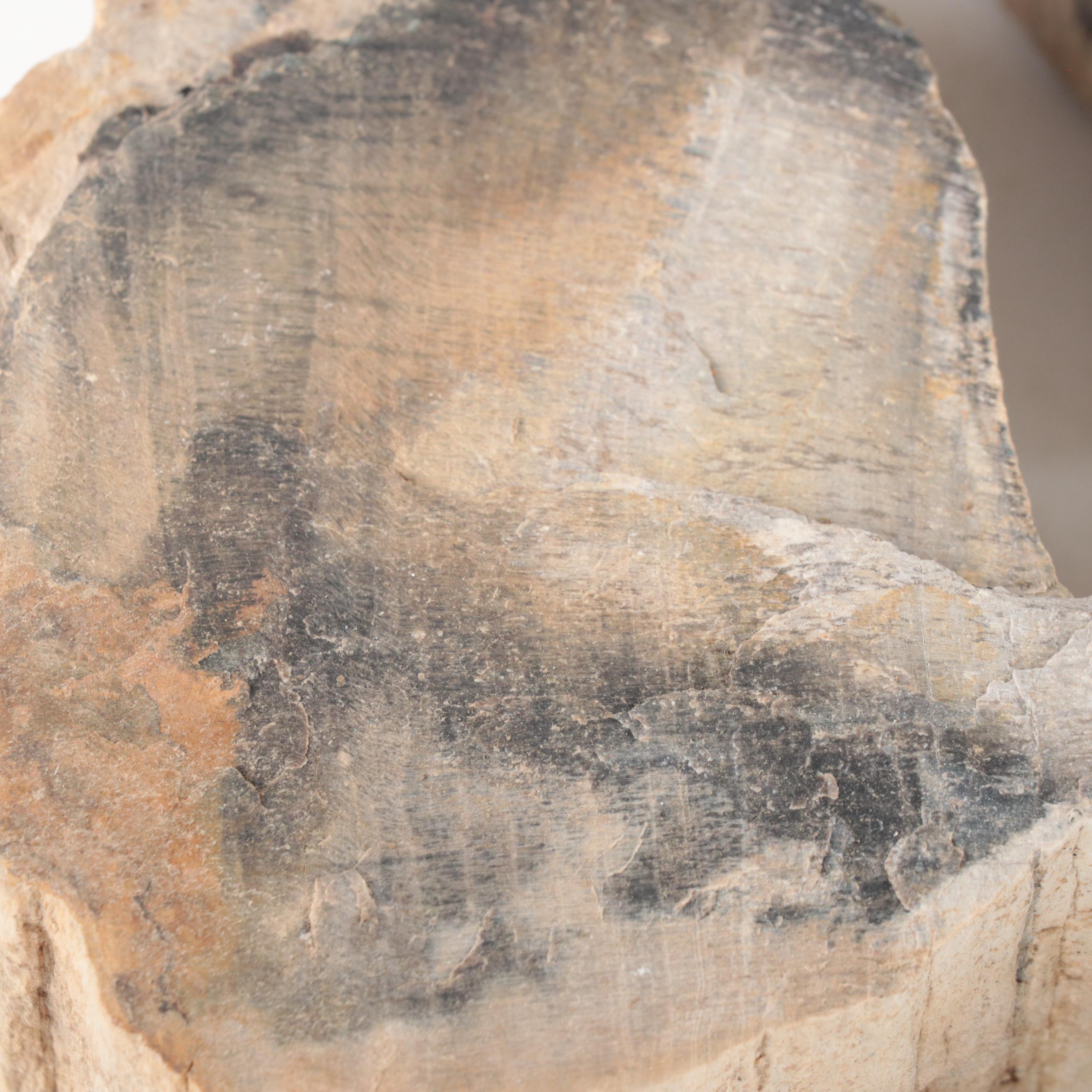 Rough Petrified Wood Specimens