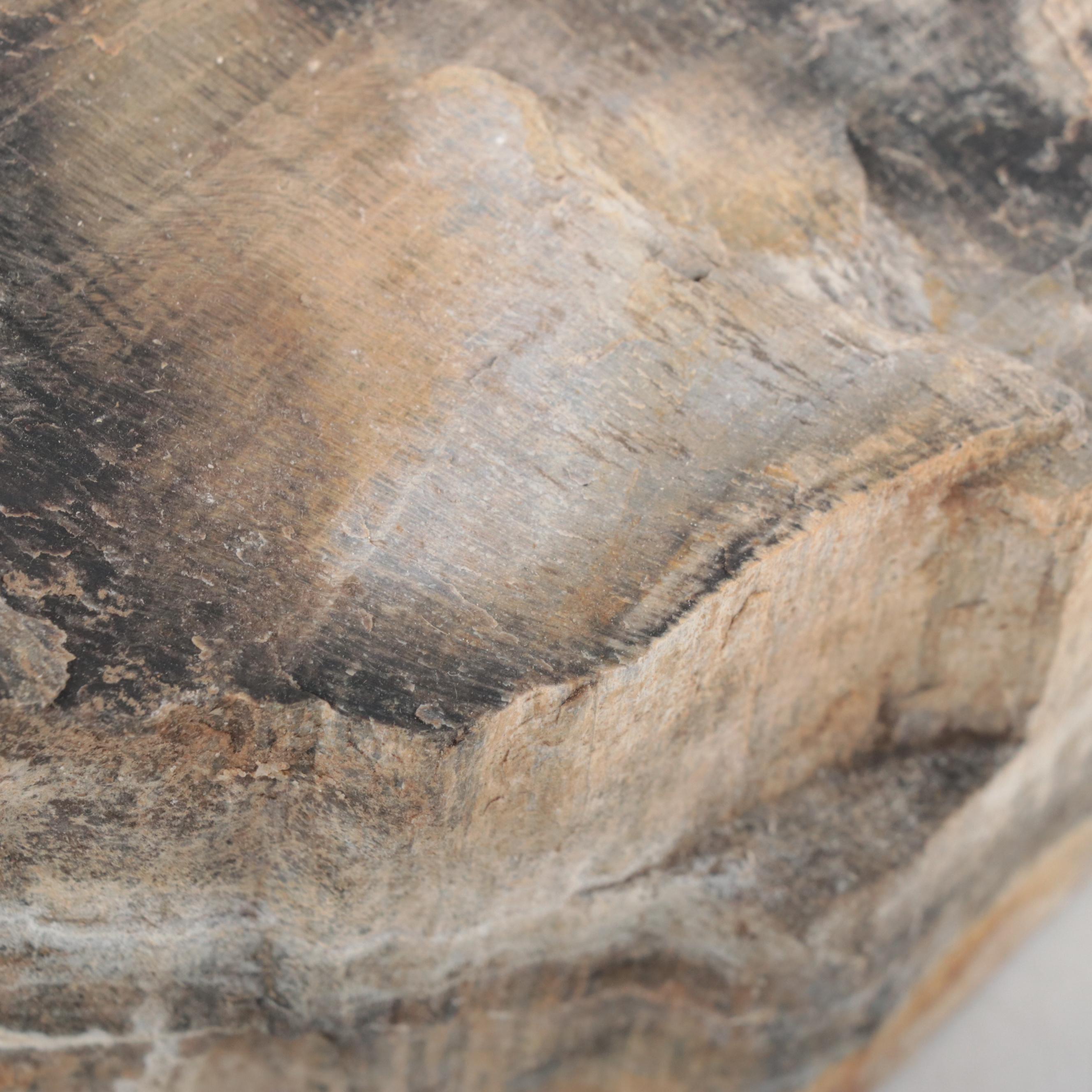 Rough Petrified Wood Specimens