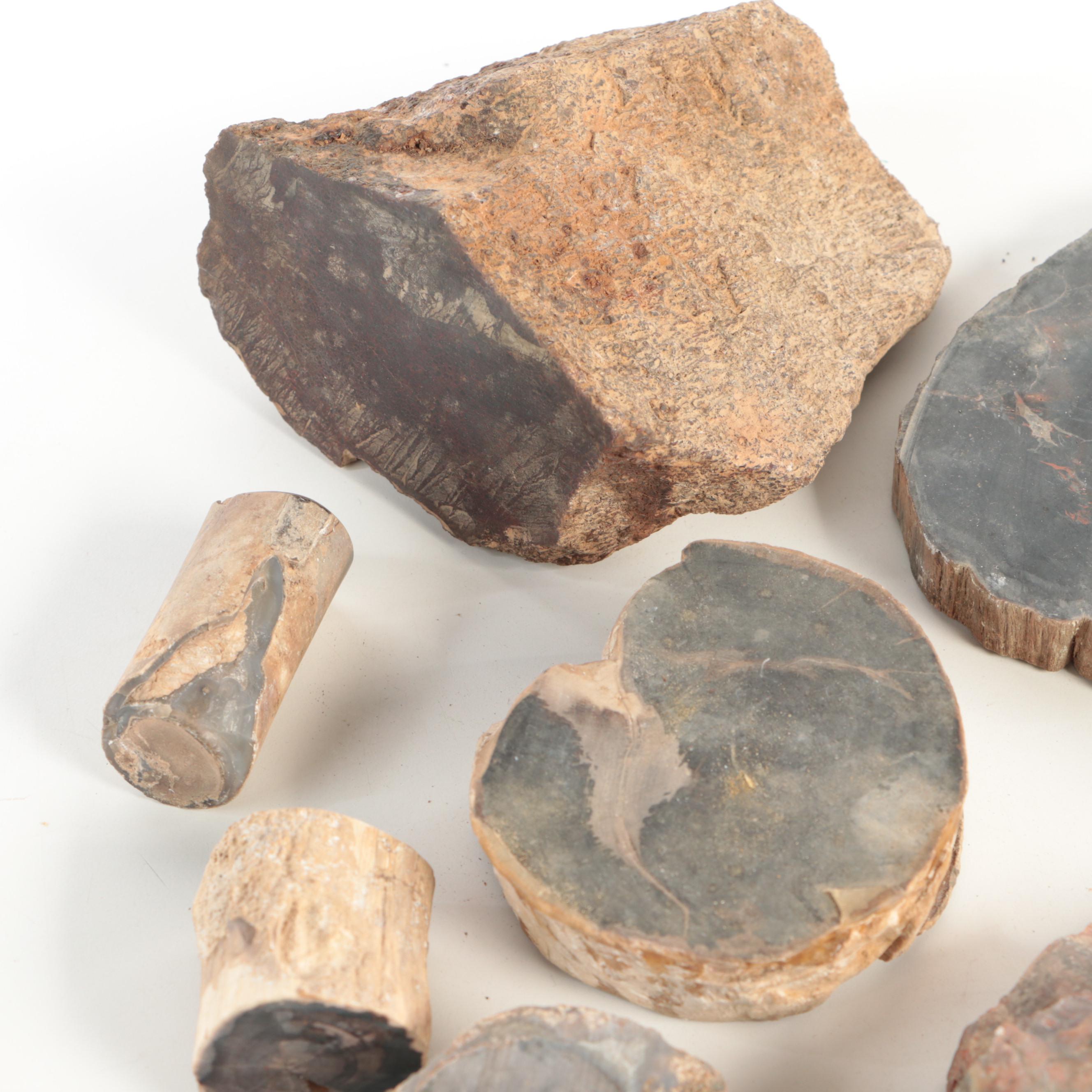 Petrified Wood and Agatized Dinosaur Bone Specimens