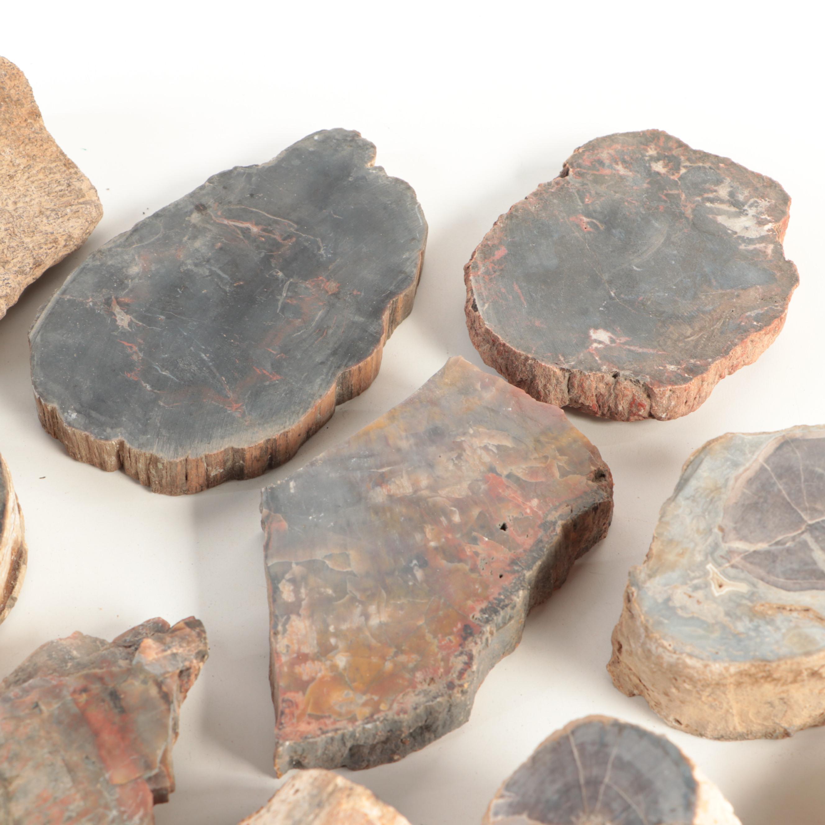 Petrified Wood and Agatized Dinosaur Bone Specimens