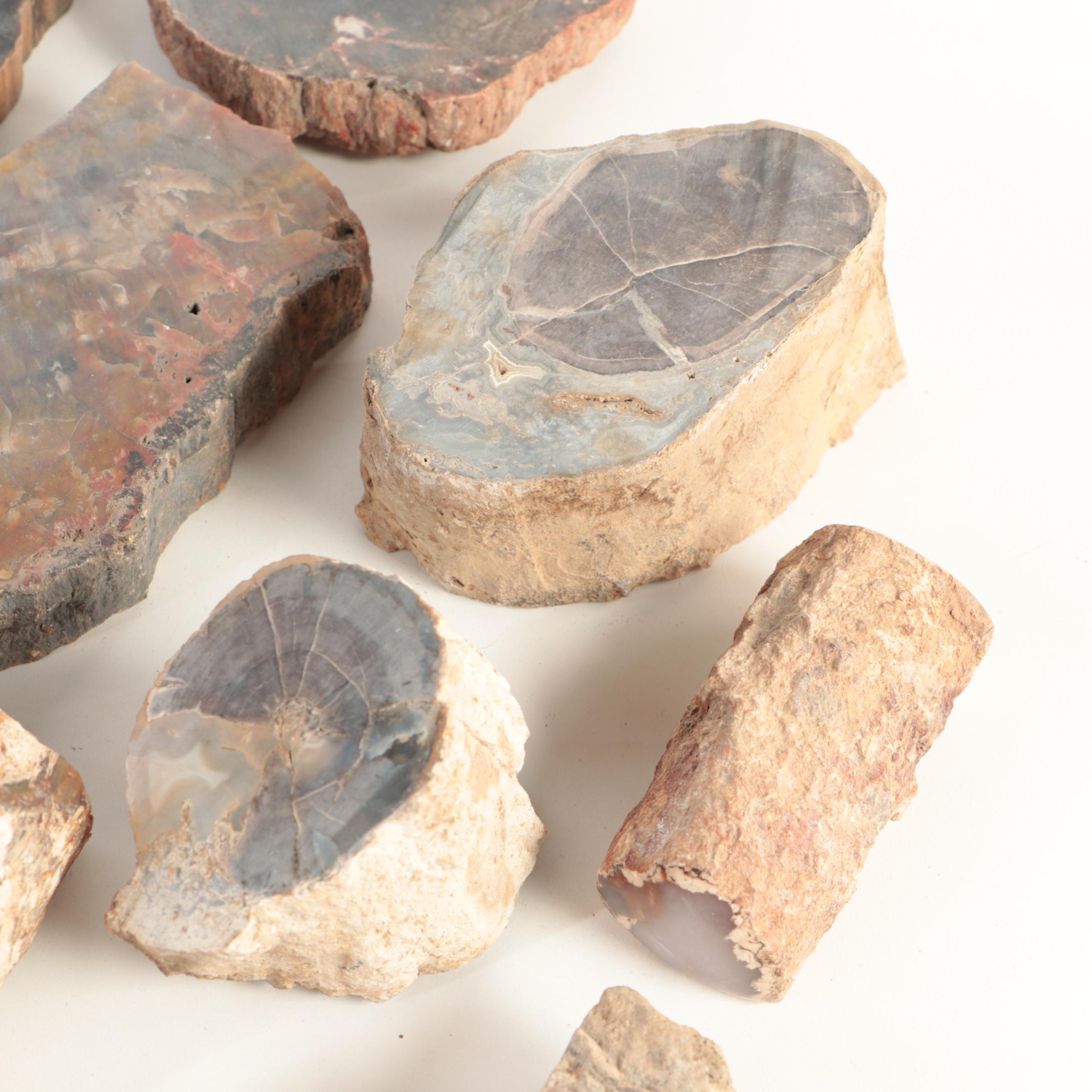 Petrified Wood and Agatized Dinosaur Bone Specimens