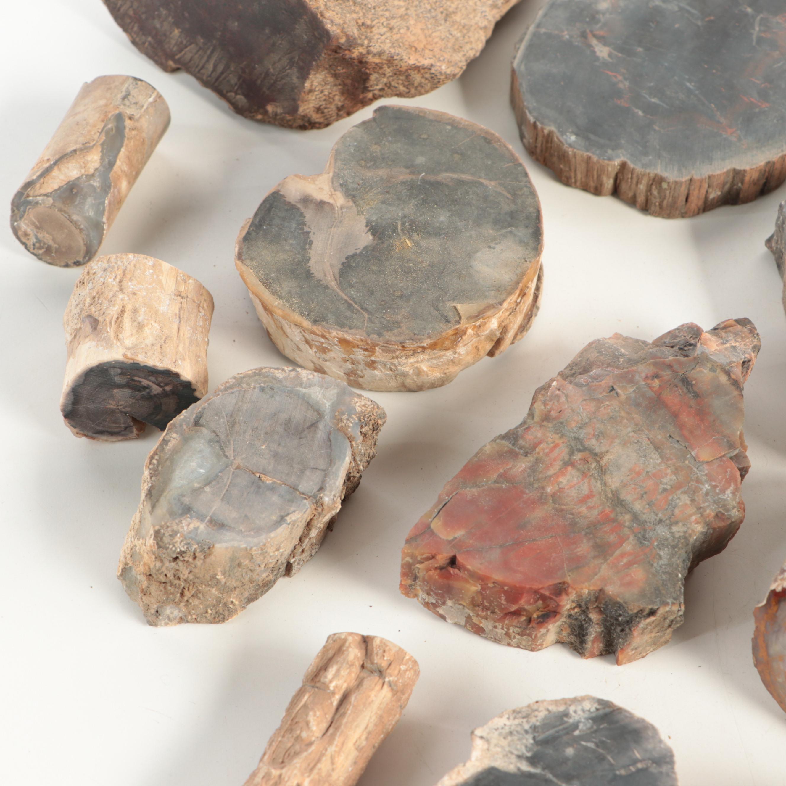 Petrified Wood and Agatized Dinosaur Bone Specimens