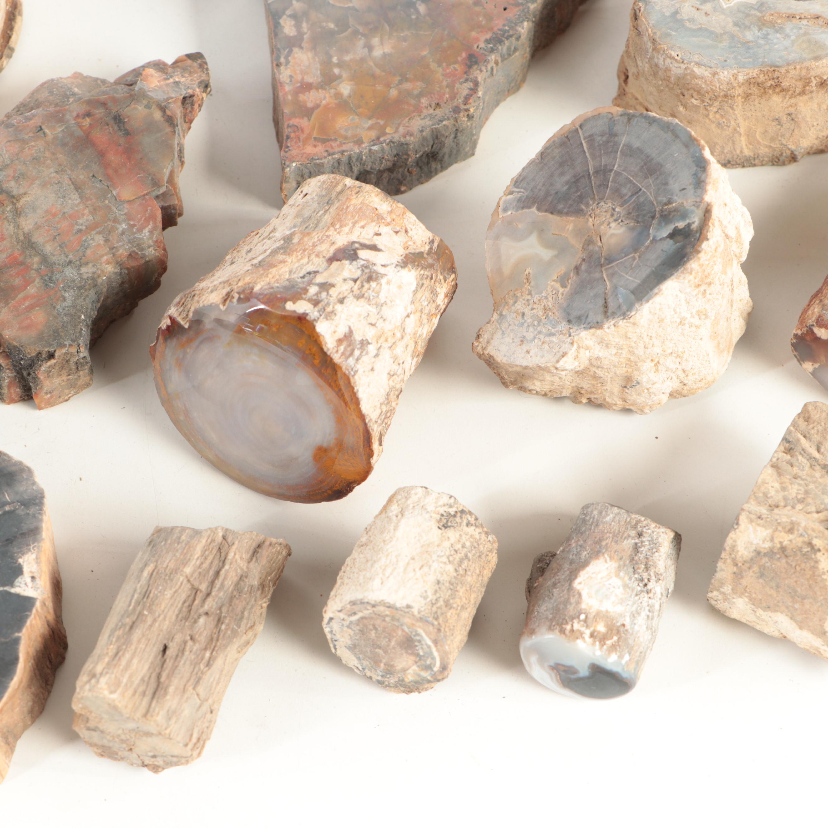 Petrified Wood and Agatized Dinosaur Bone Specimens