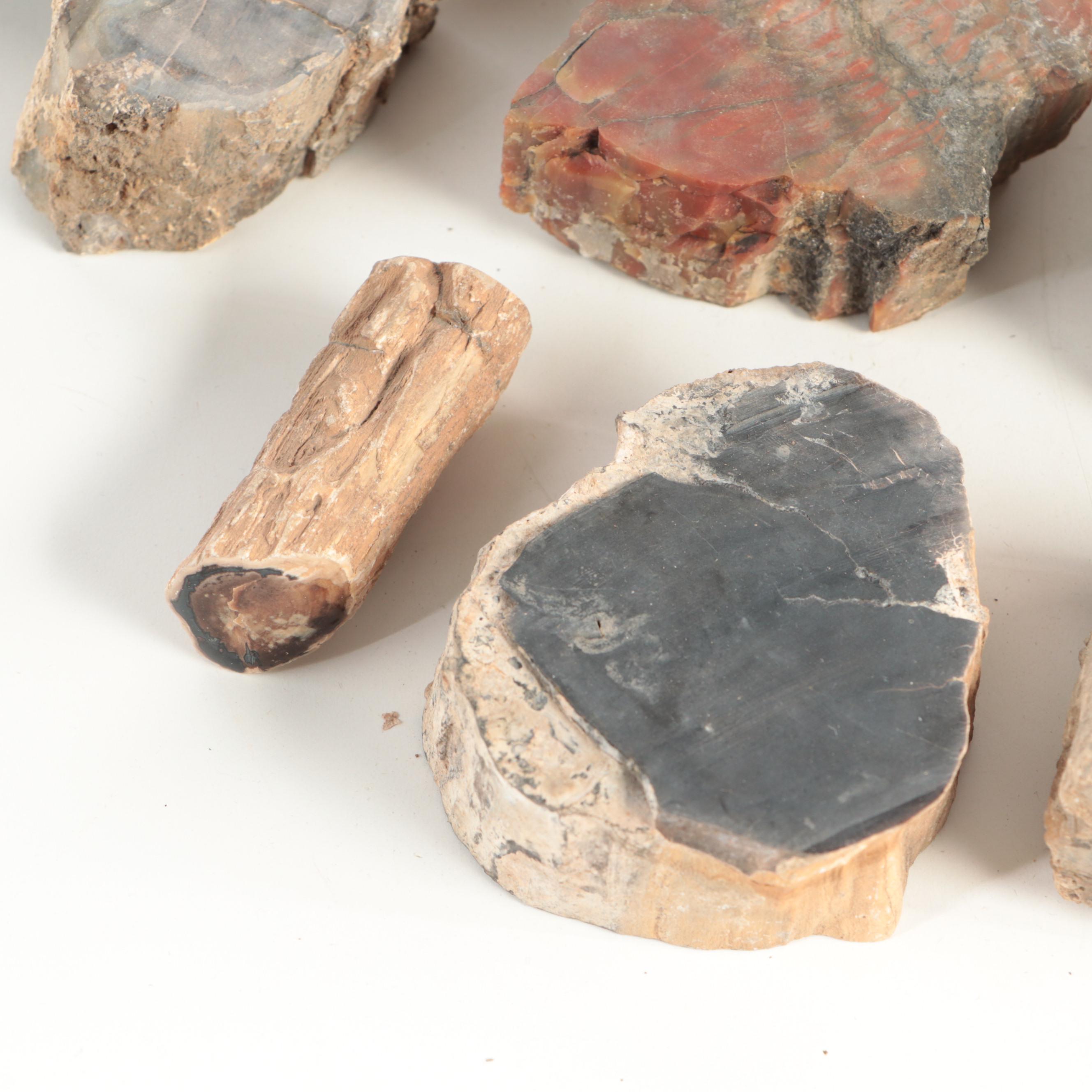 Petrified Wood and Agatized Dinosaur Bone Specimens