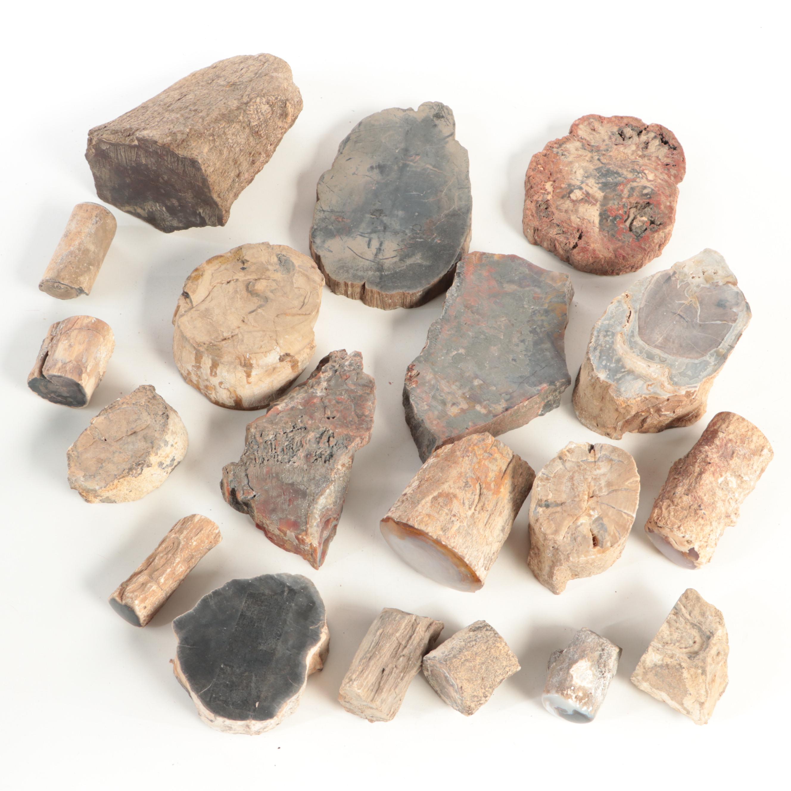 Petrified Wood and Agatized Dinosaur Bone Specimens