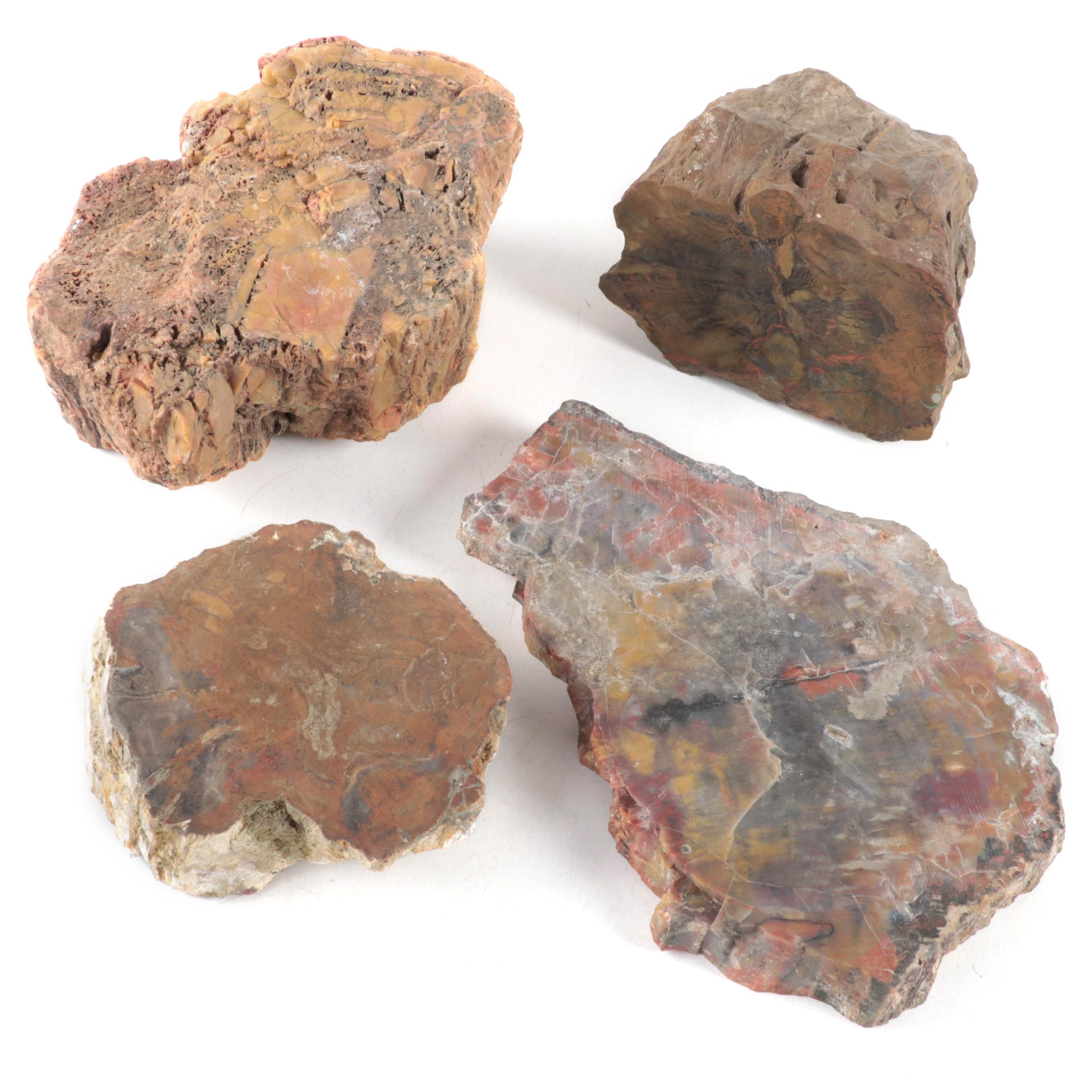 Rough Petrified Wood Specimens