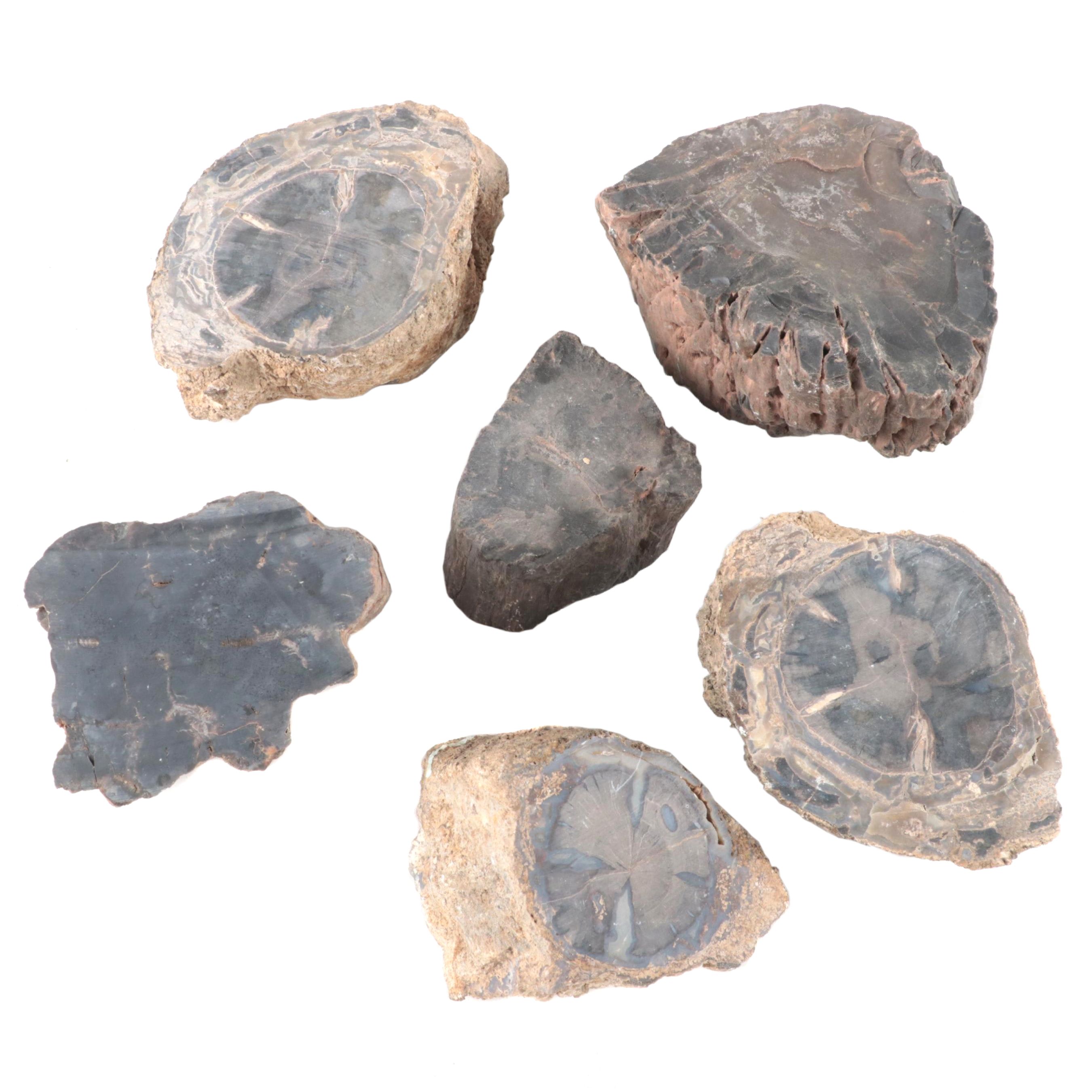 Petrified Wood Specimens