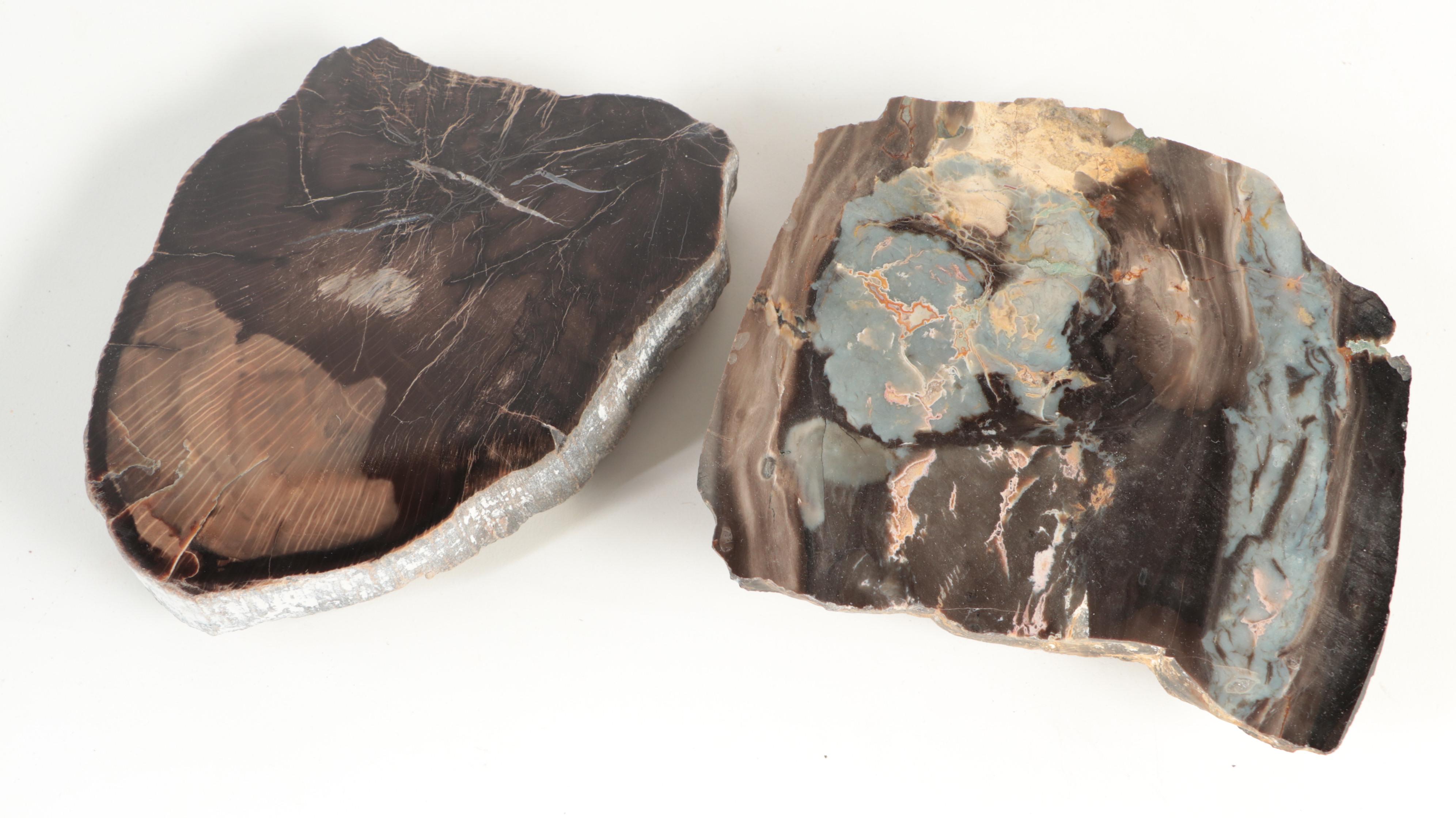 Polished Petrified Wood Specimens