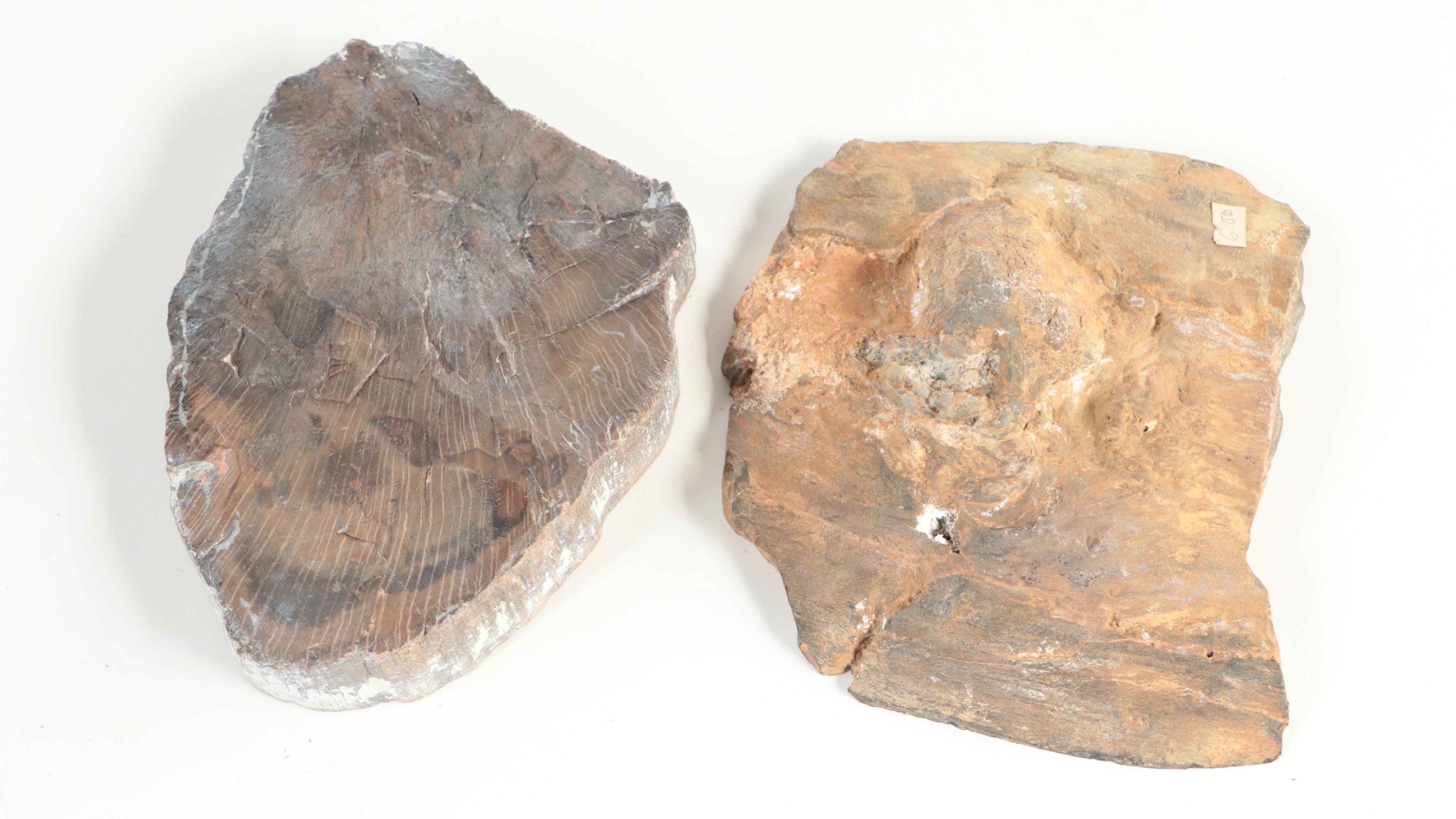 Polished Petrified Wood Specimens