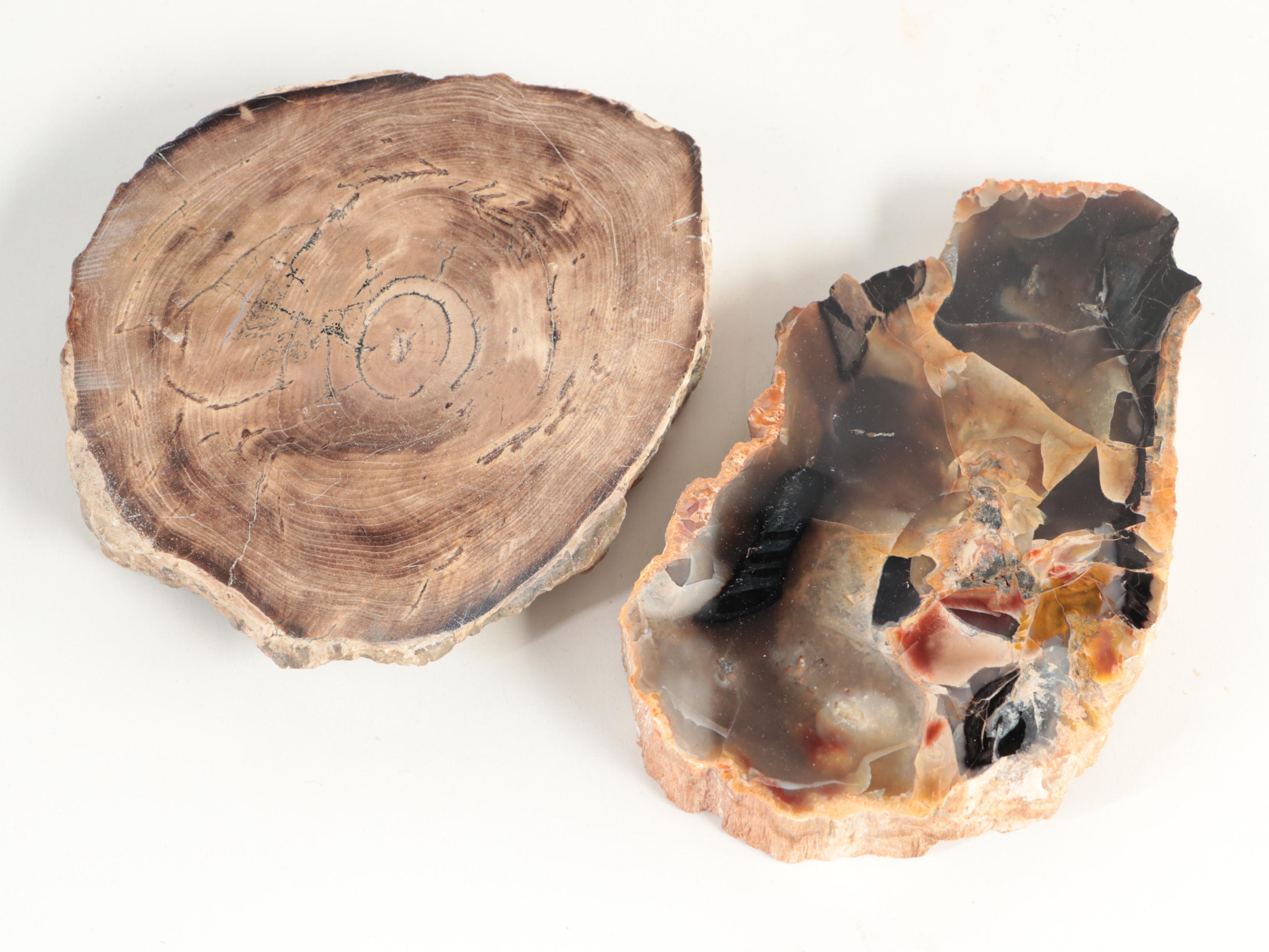 Polished Petrified Wood Specimens