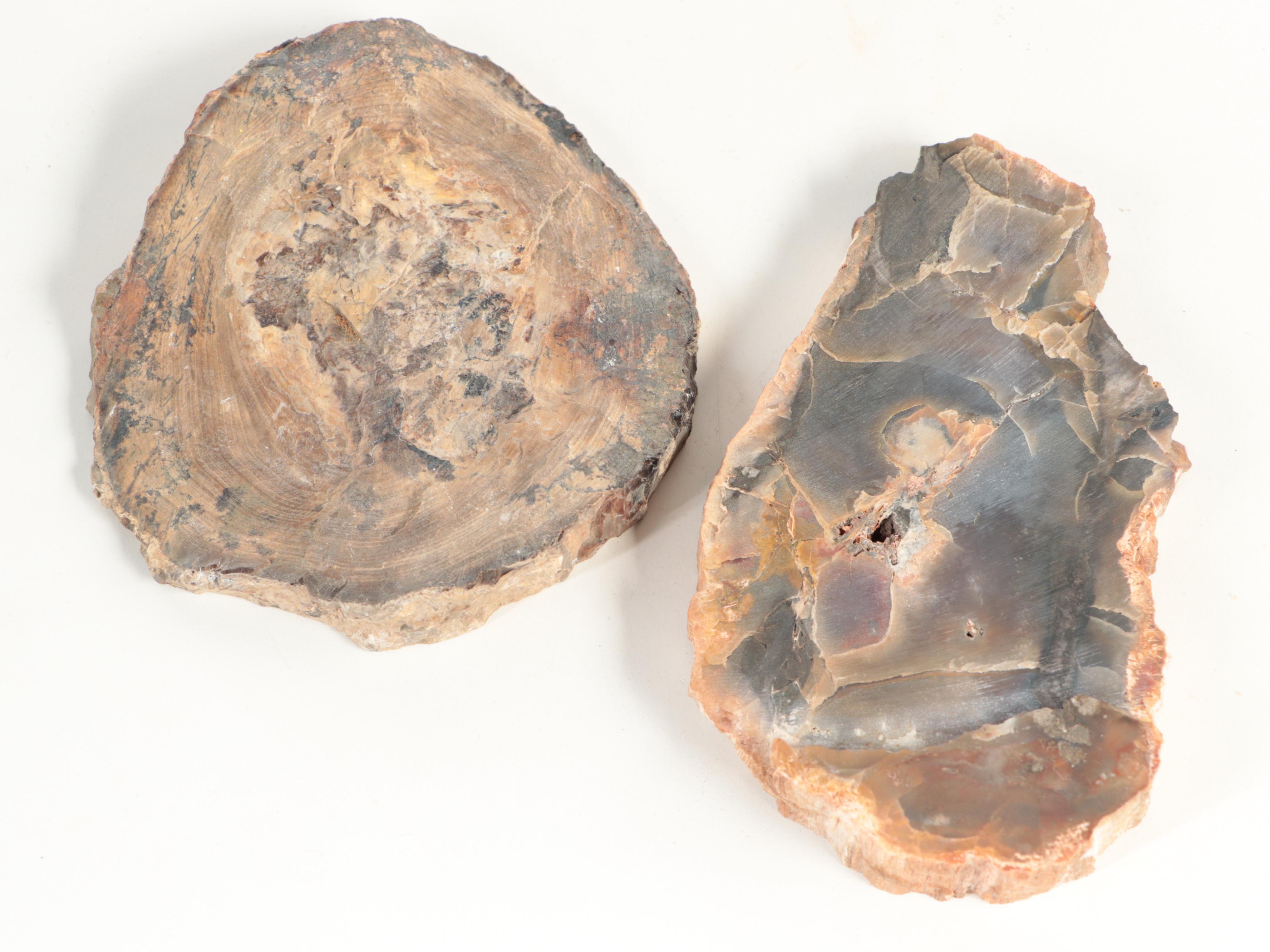 Polished Petrified Wood Specimens