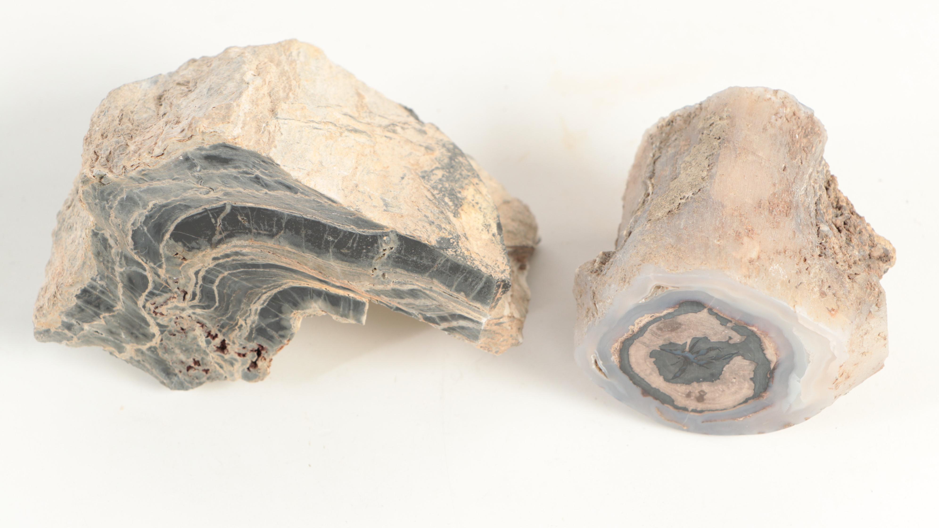 Polished Petrified Wood Specimens