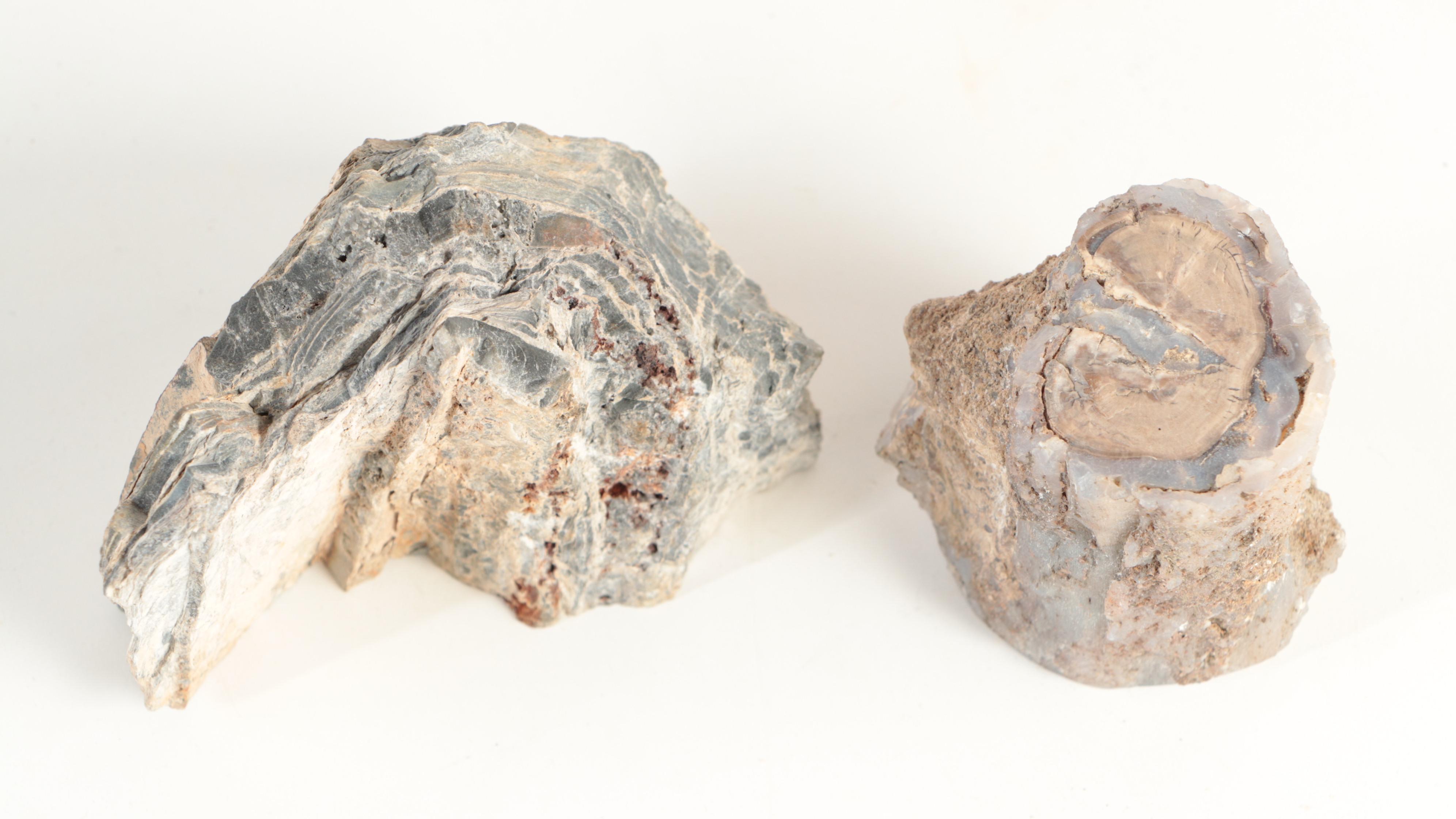 Polished Petrified Wood Specimens