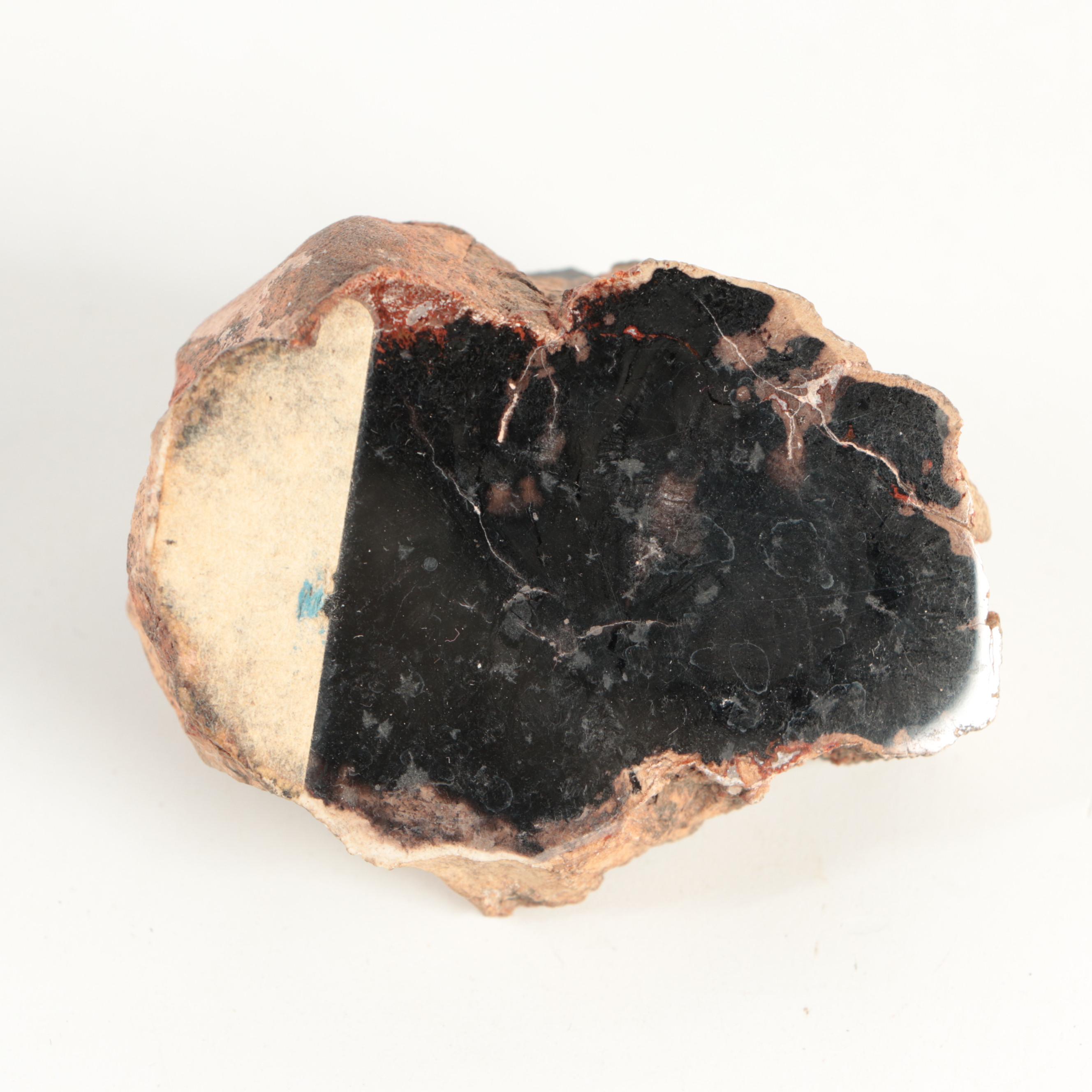 Polished Petrified Wood Specimens