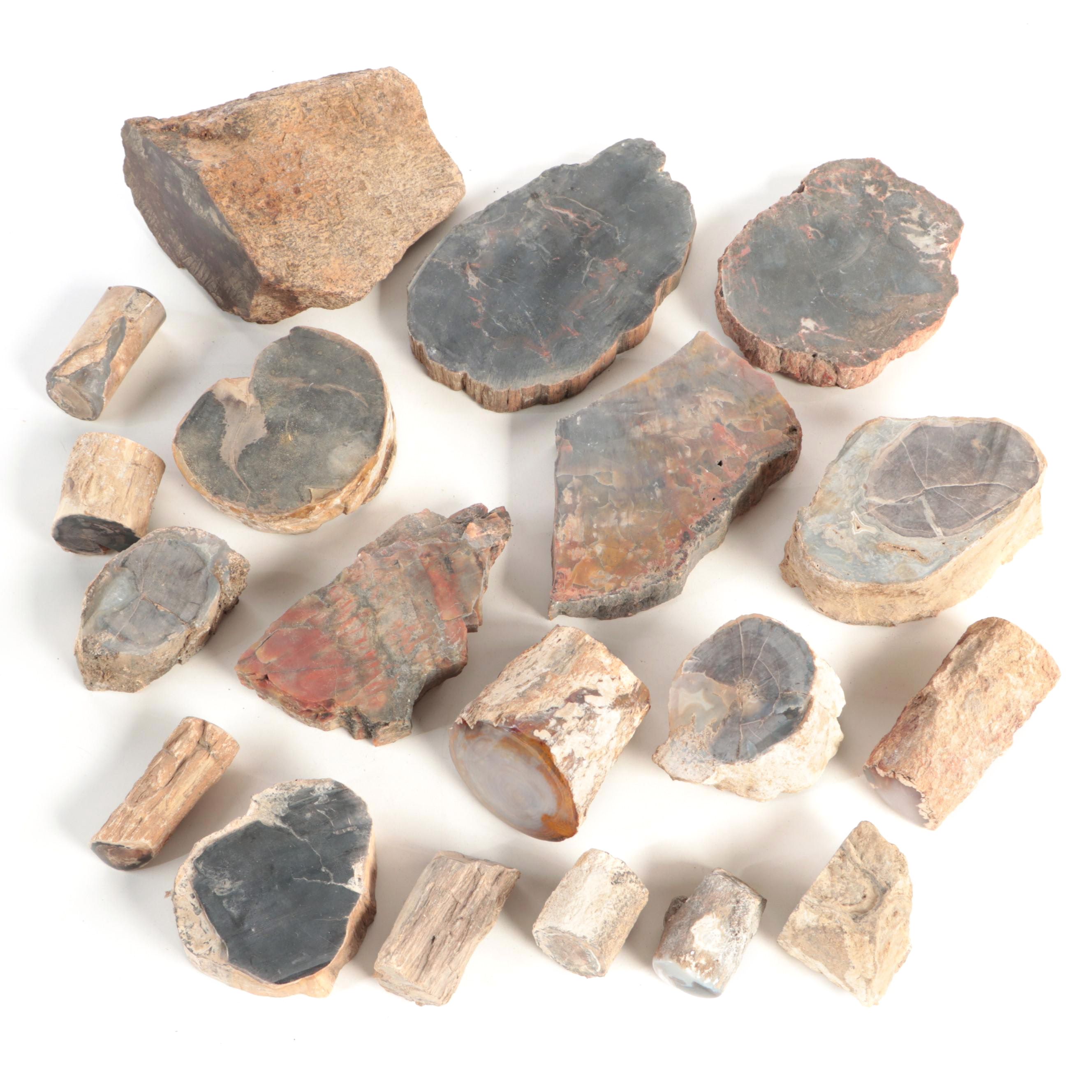 Petrified Wood and Agatized Dinosaur Bone Specimens