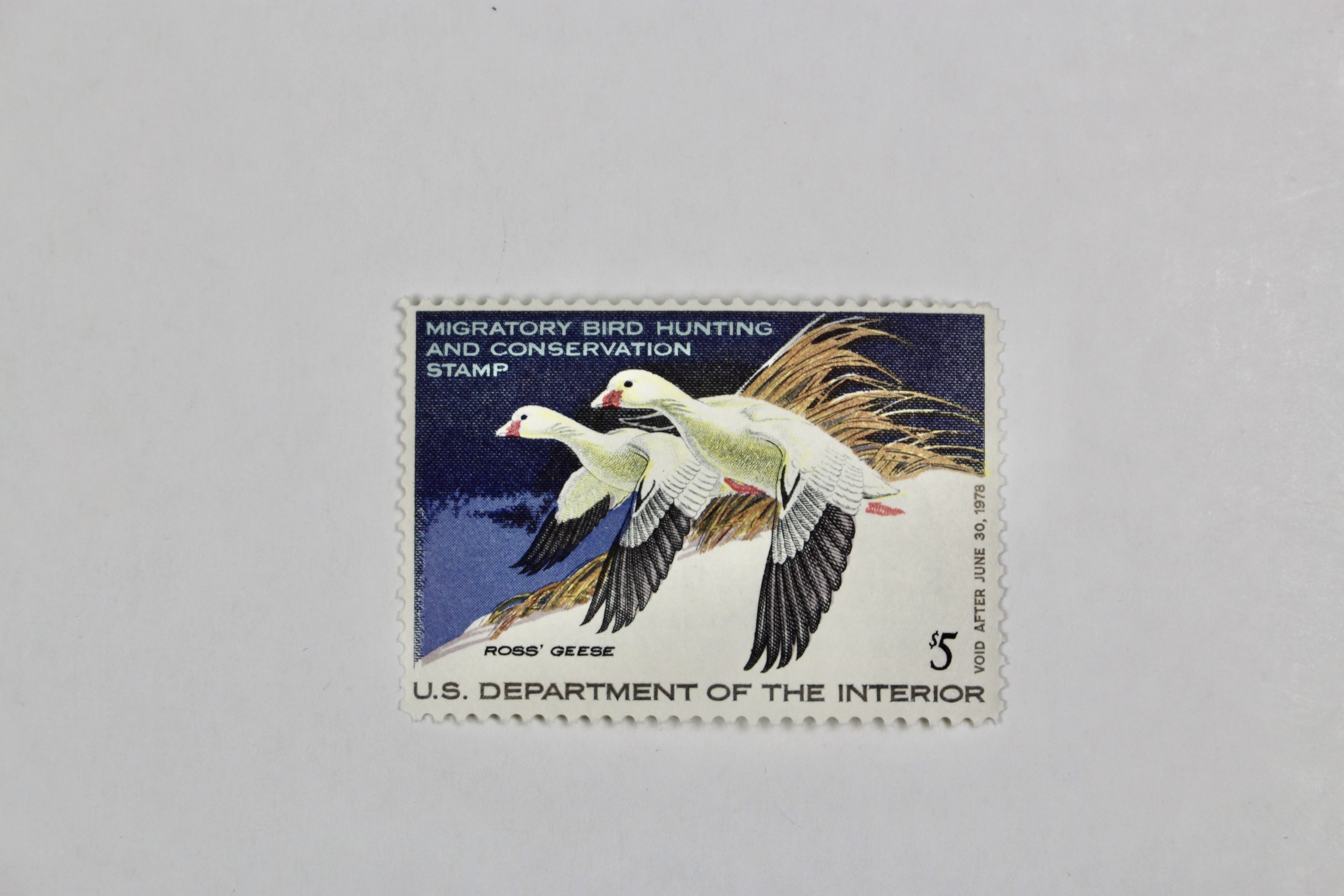 Thirteen MNH U.S. Duck Stamps