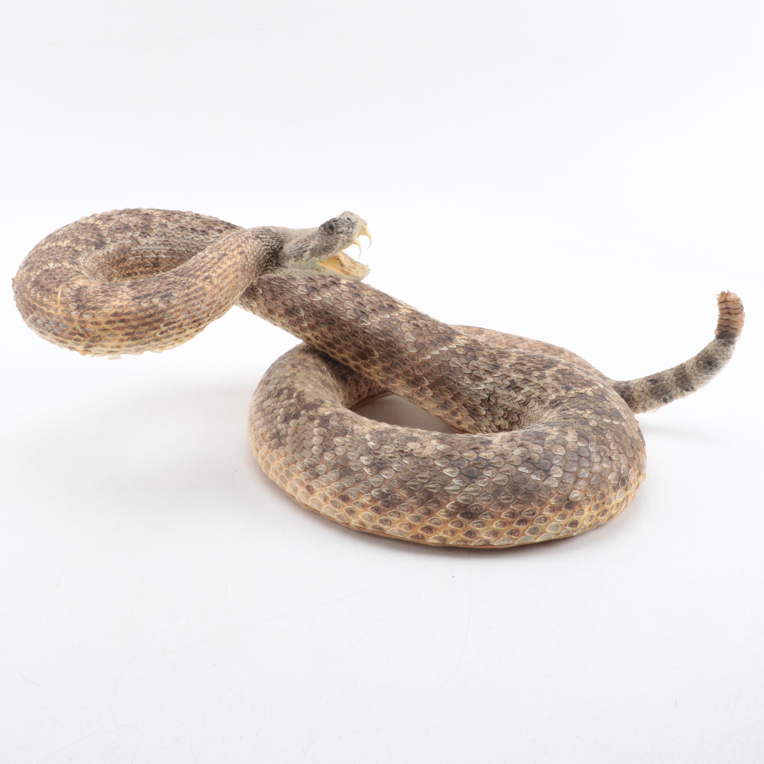 Taxidermy of Western Diamondback Rattlesnake