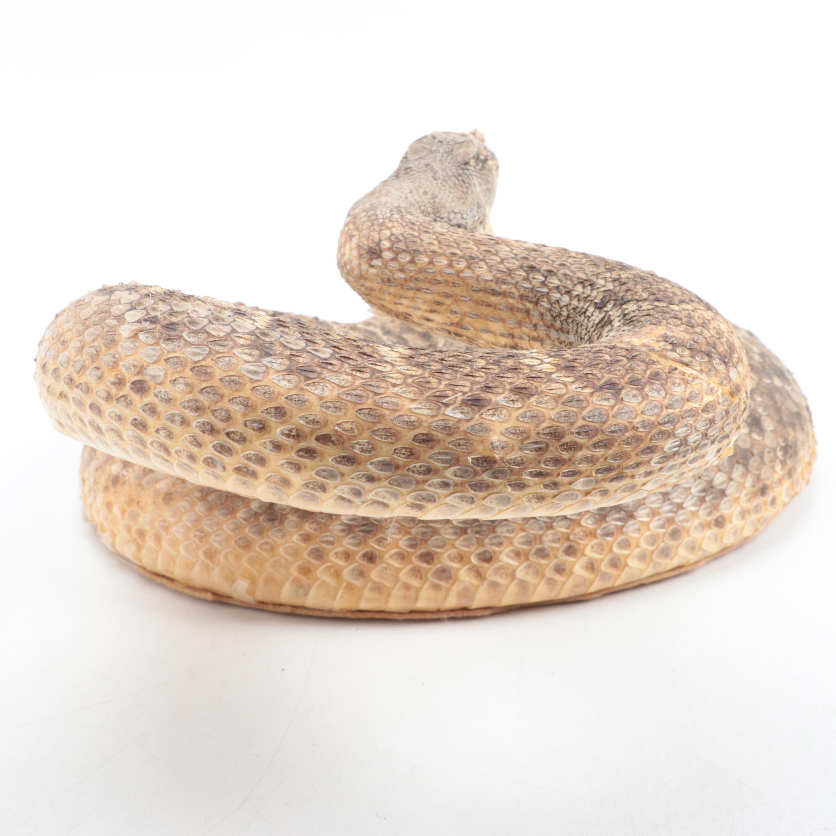 Taxidermy of Western Diamondback Rattlesnake