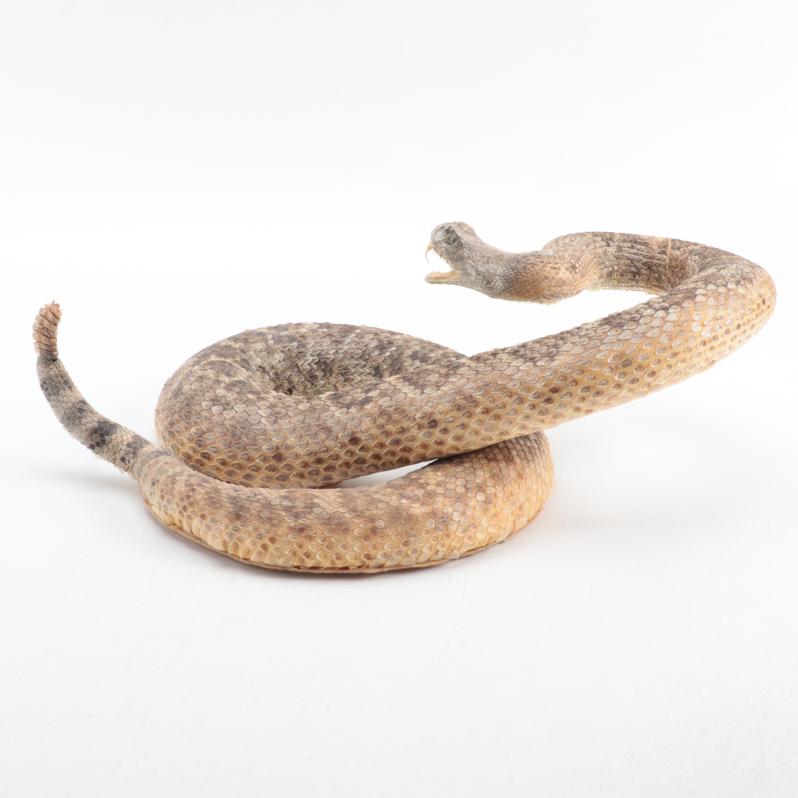 Taxidermy of Western Diamondback Rattlesnake