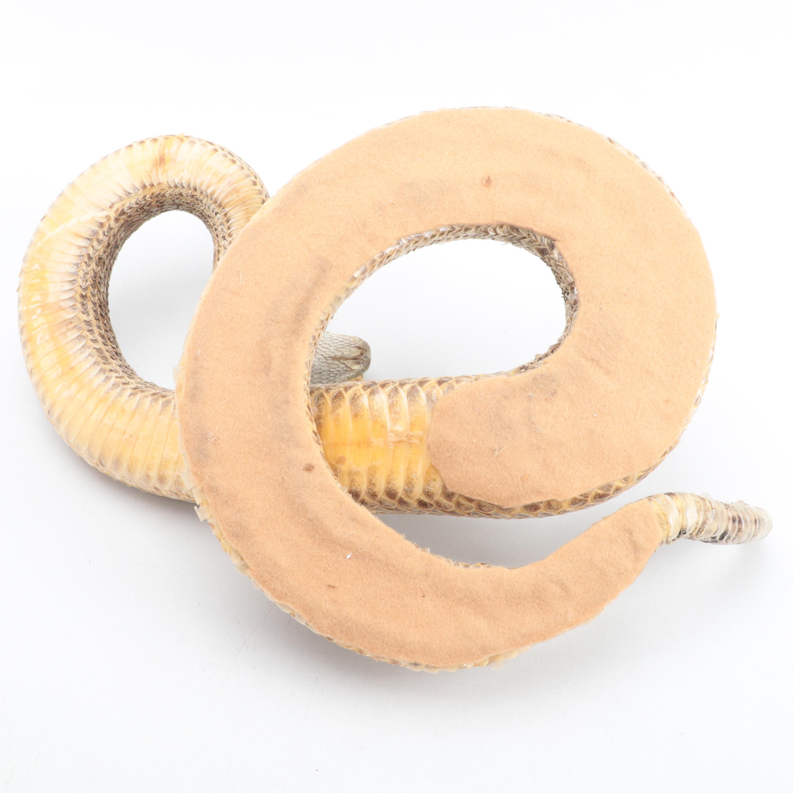 Taxidermy of Western Diamondback Rattlesnake