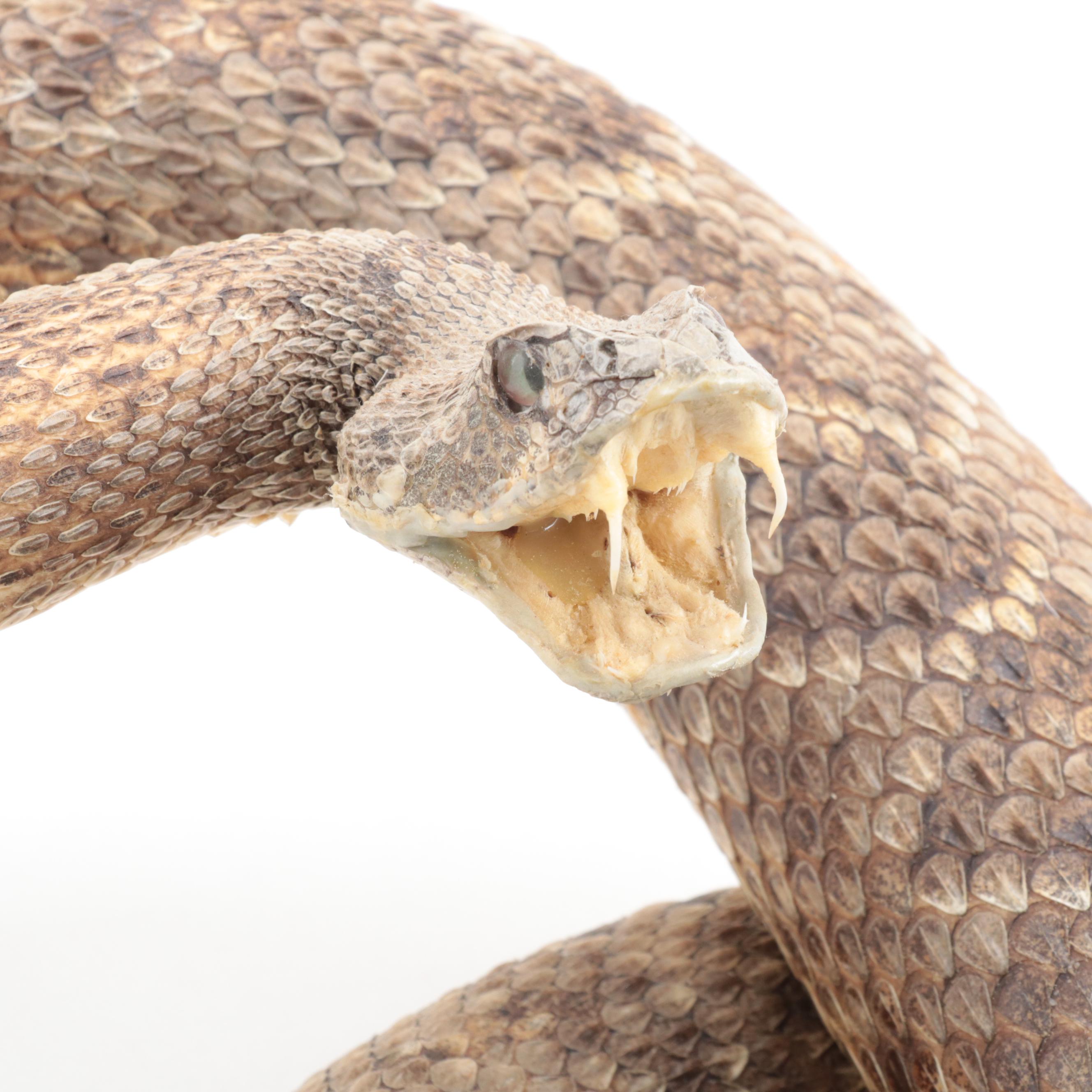 Taxidermy of Western Diamondback Rattlesnake