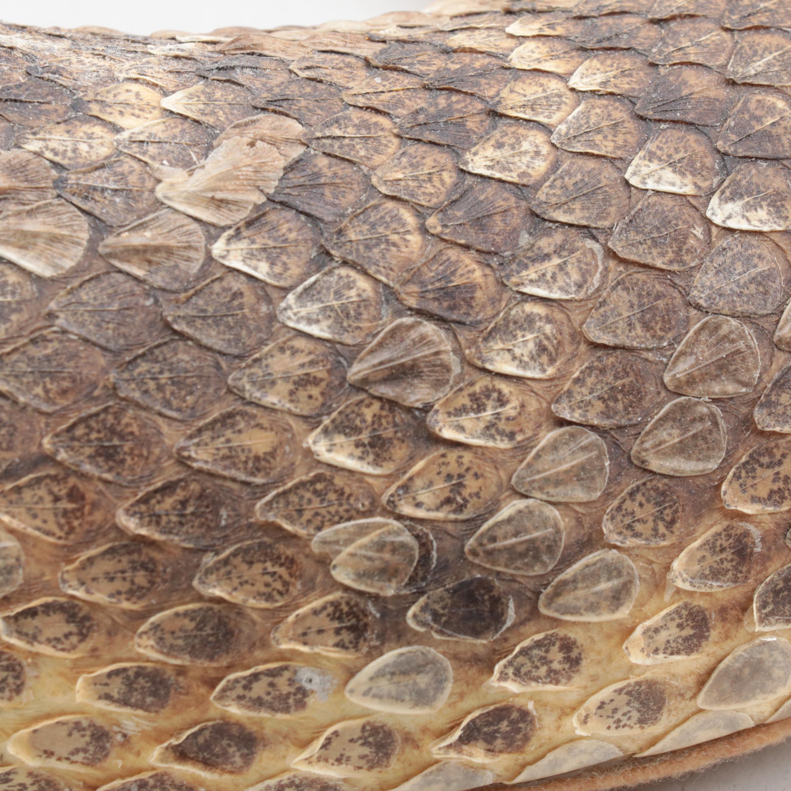 Taxidermy of Western Diamondback Rattlesnake