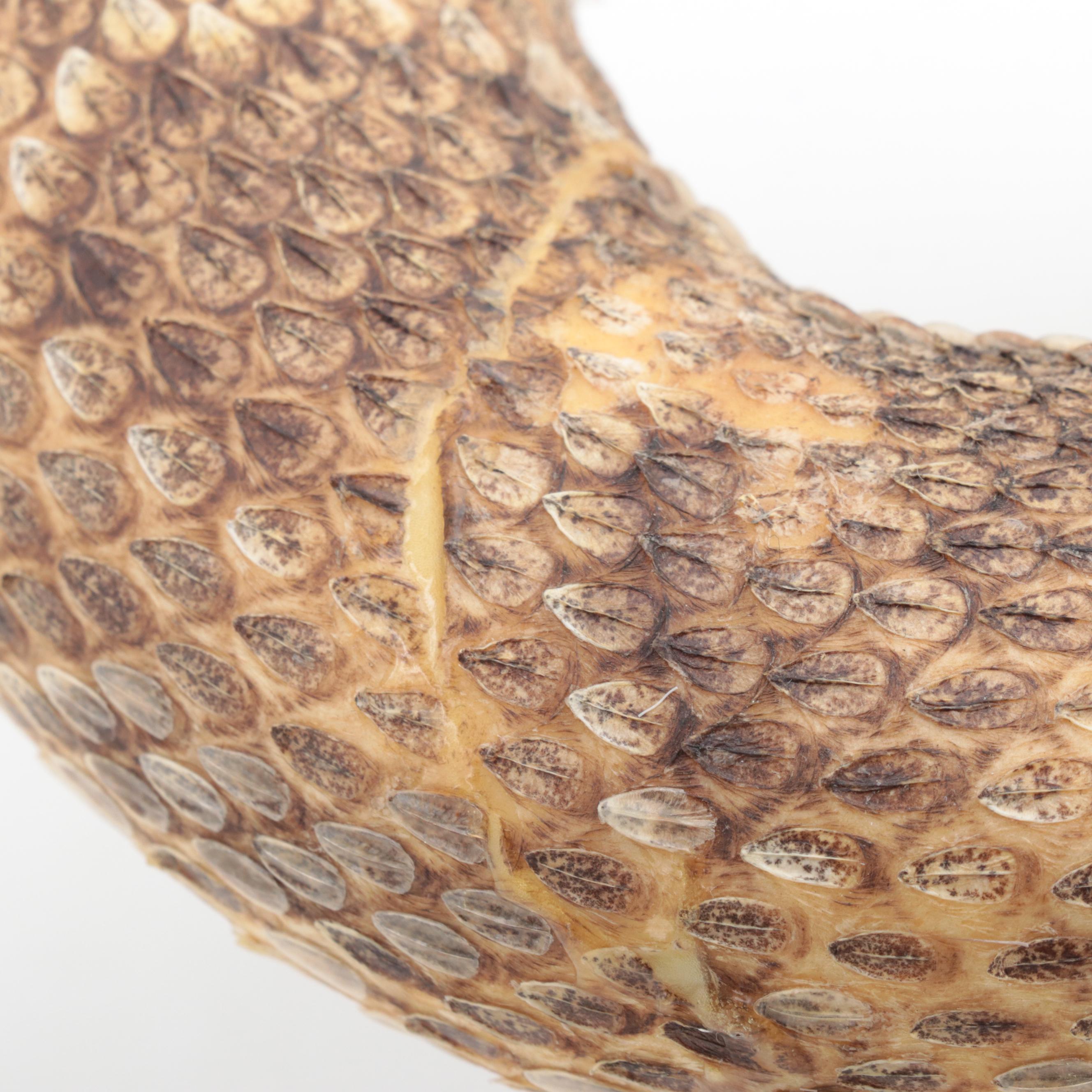 Taxidermy of Western Diamondback Rattlesnake