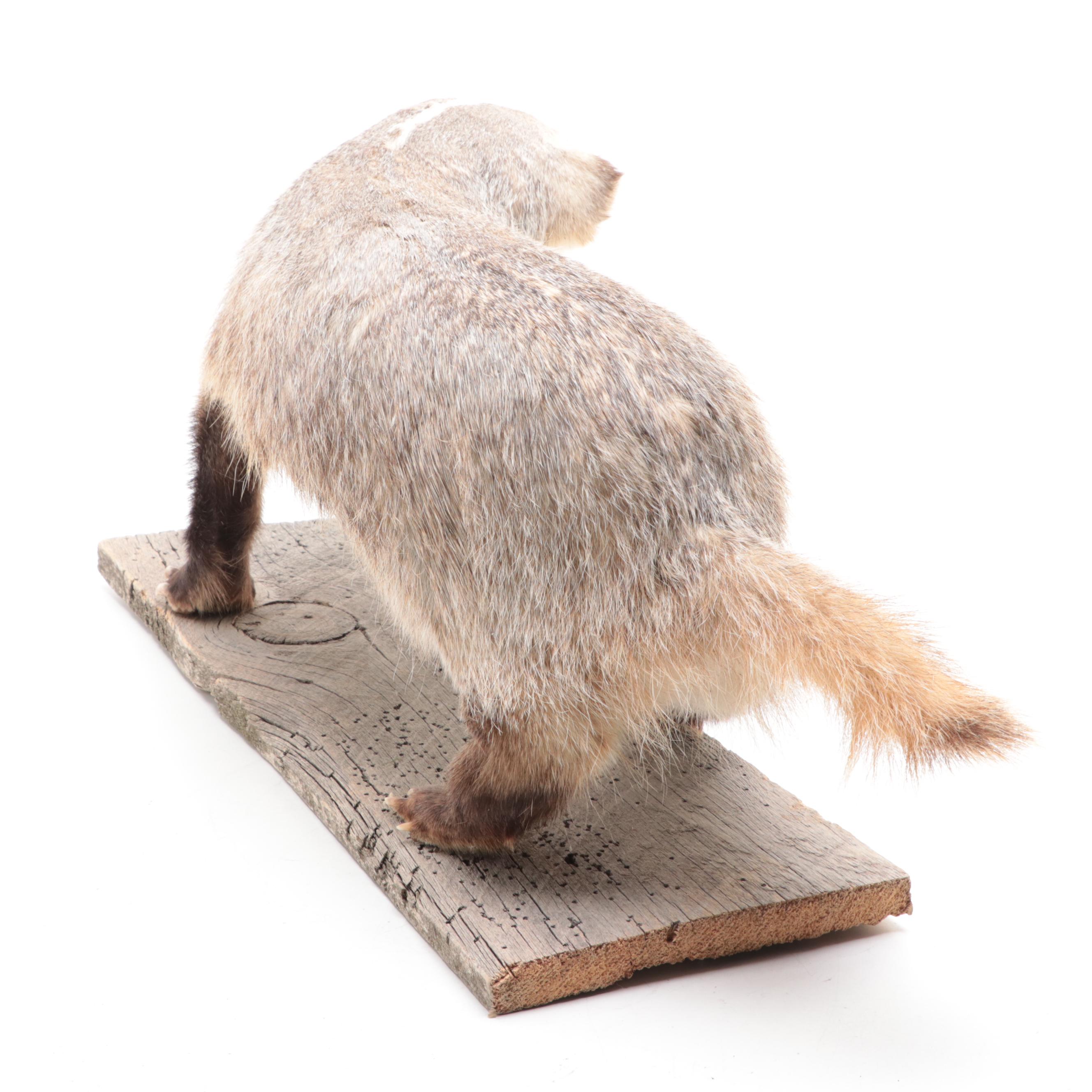 Taxidermy Badger Full-Body Mount