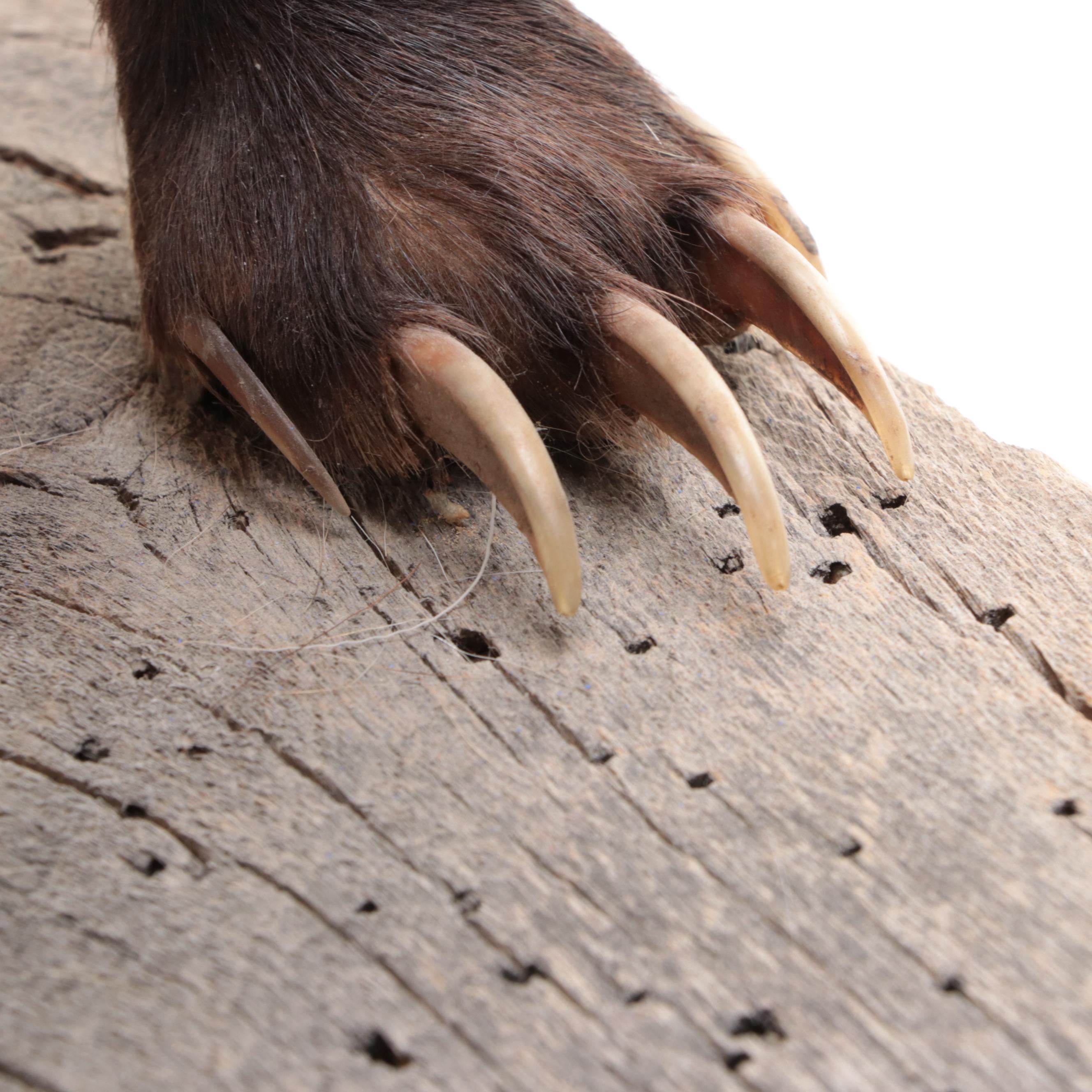 Taxidermy Badger Full-Body Mount