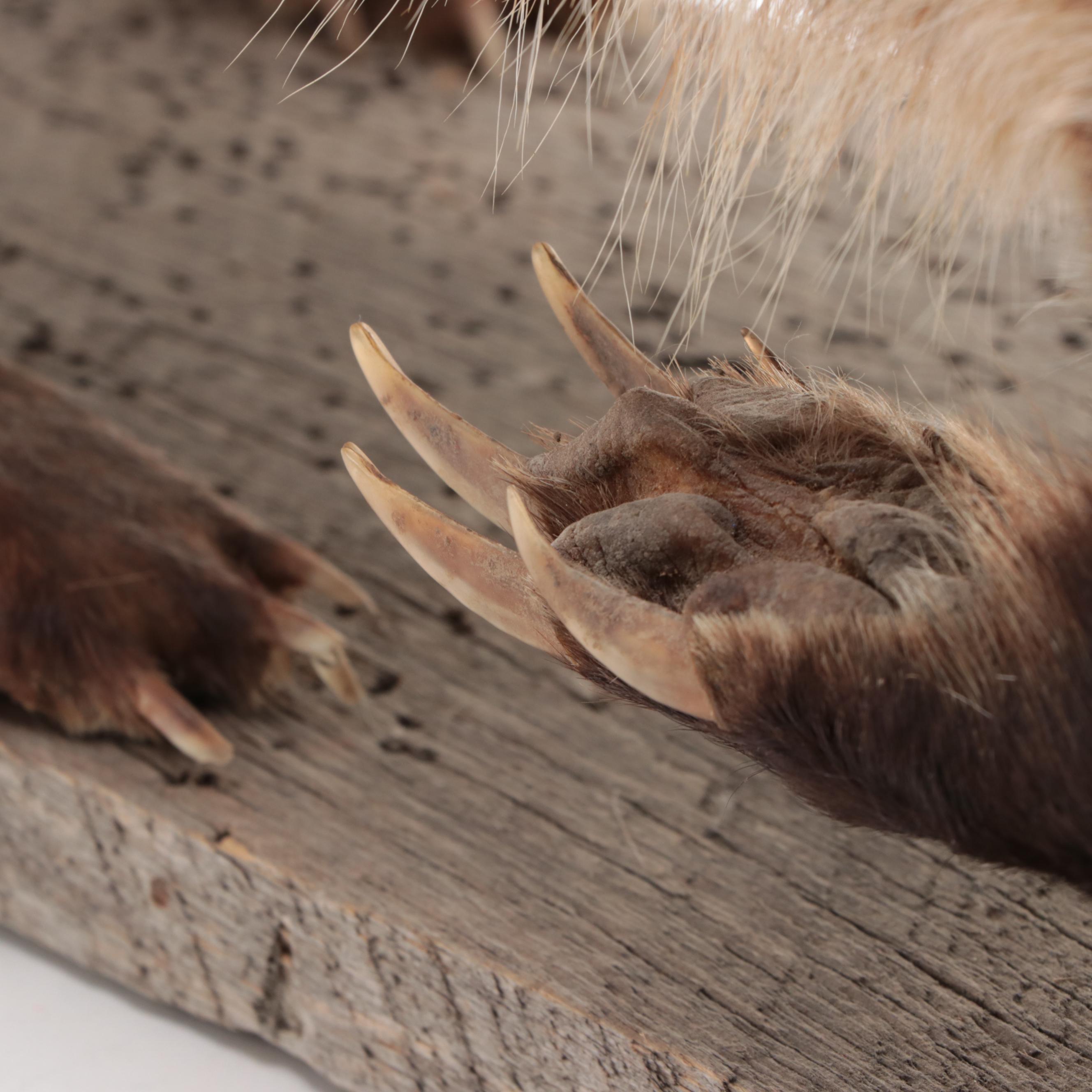 Taxidermy Badger Full-Body Mount