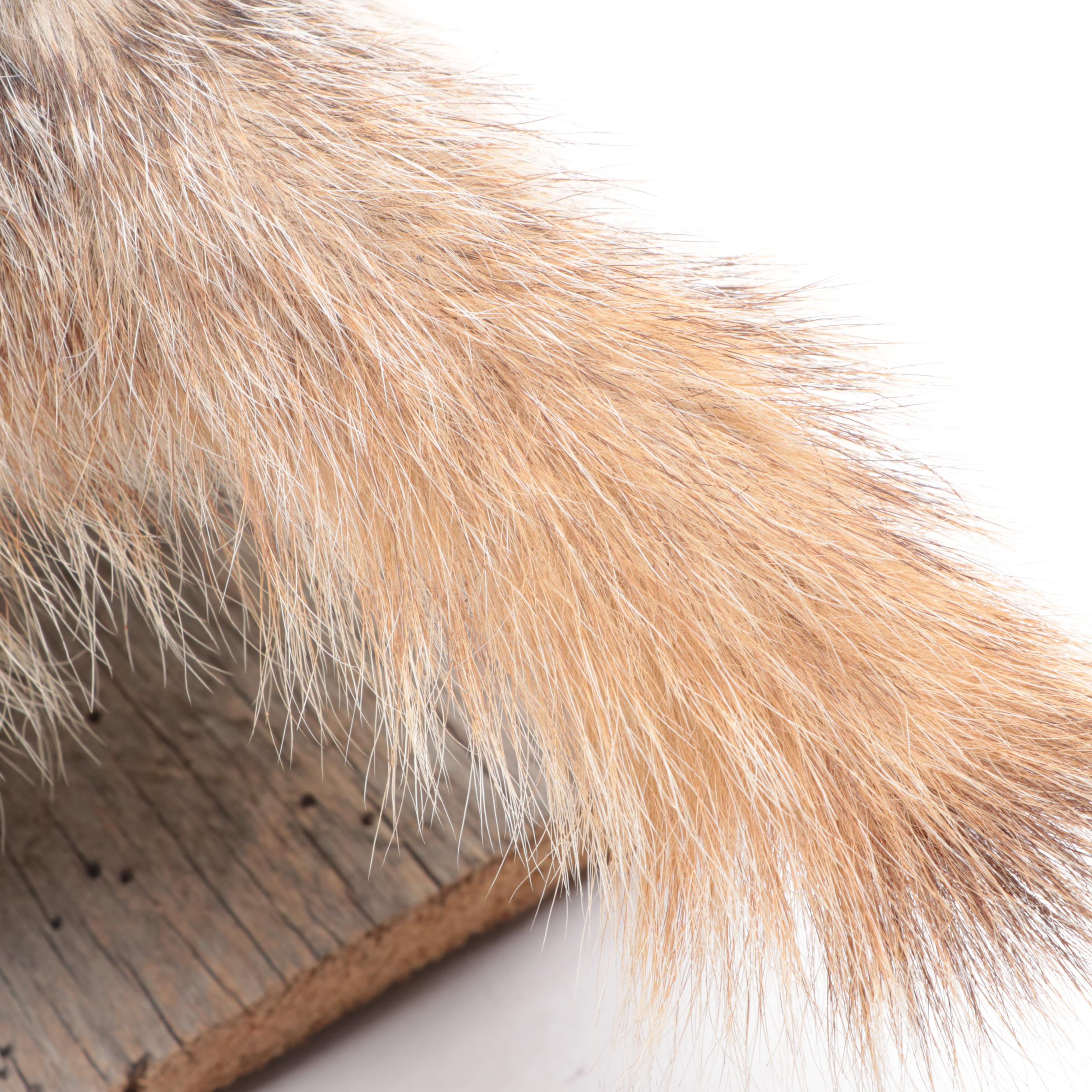 Taxidermy Badger Full-Body Mount