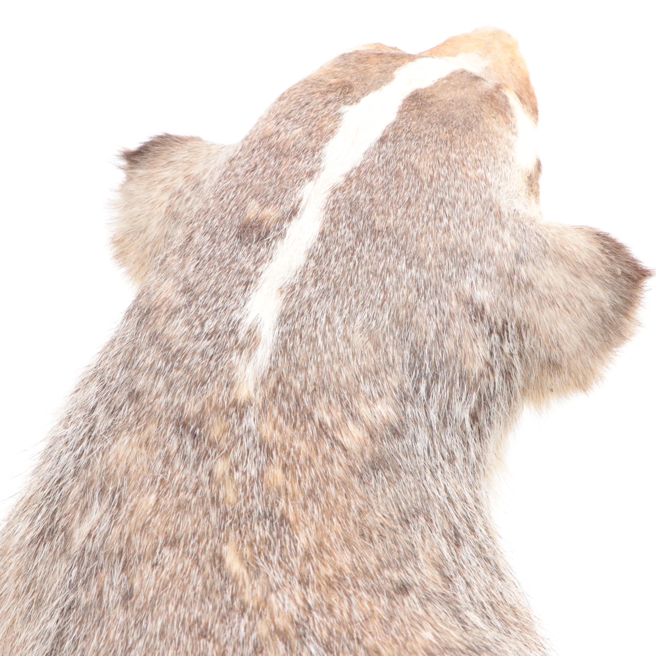 Taxidermy Badger Full-Body Mount