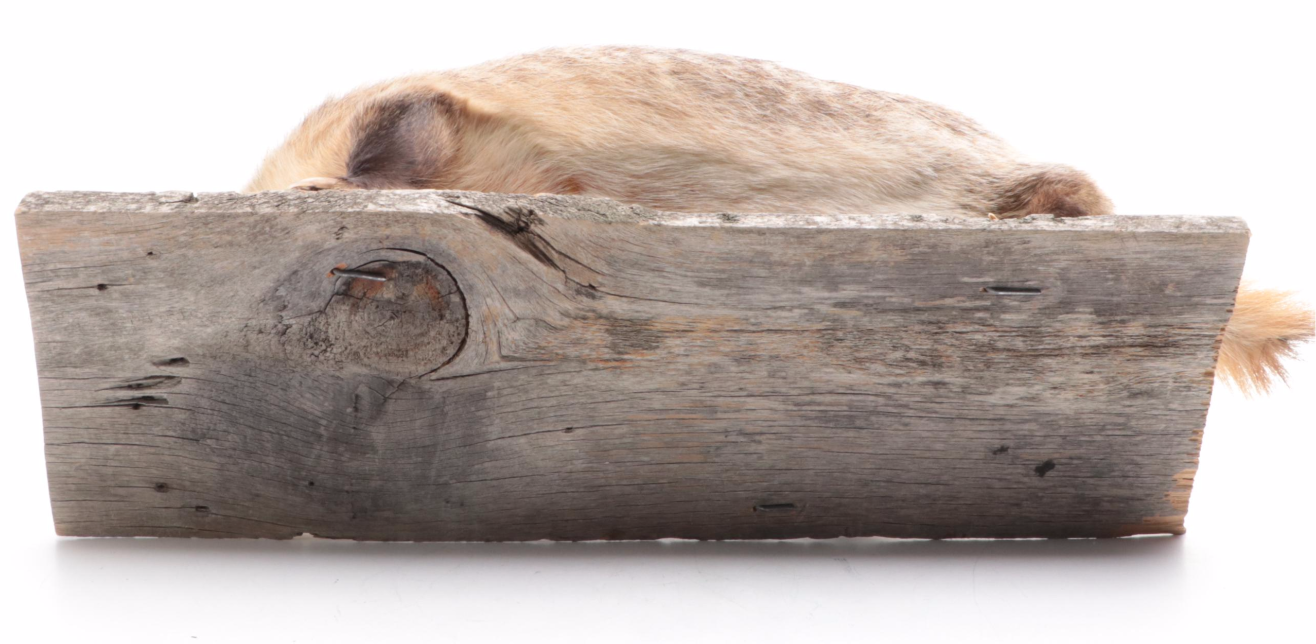 Taxidermy Badger Full-Body Mount