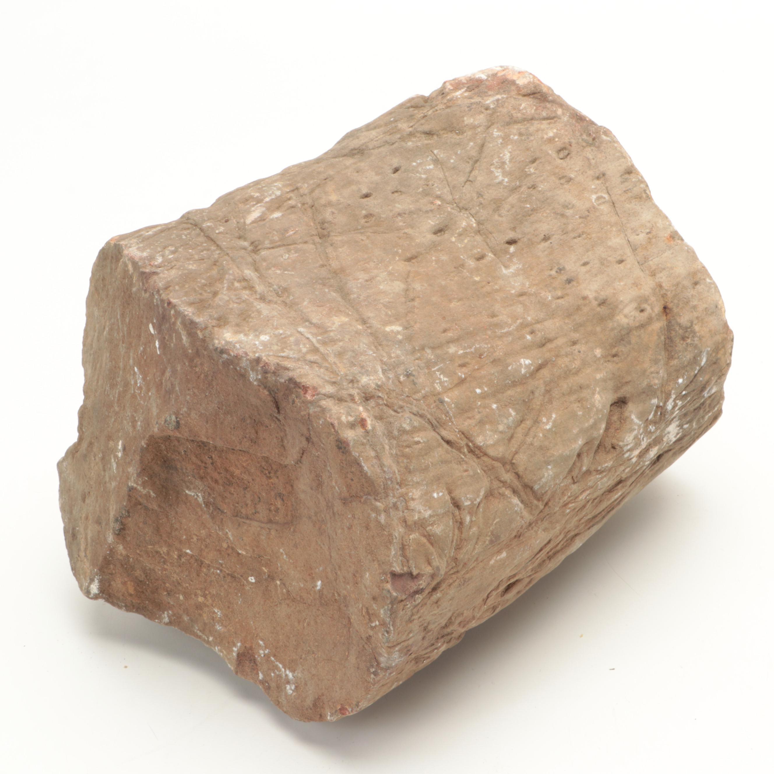 Petrified Wood Specimens