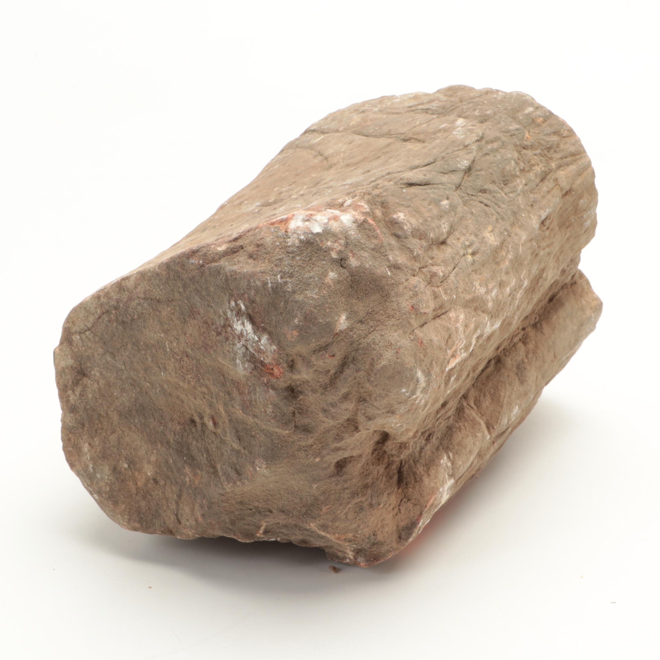 Petrified Wood Specimens