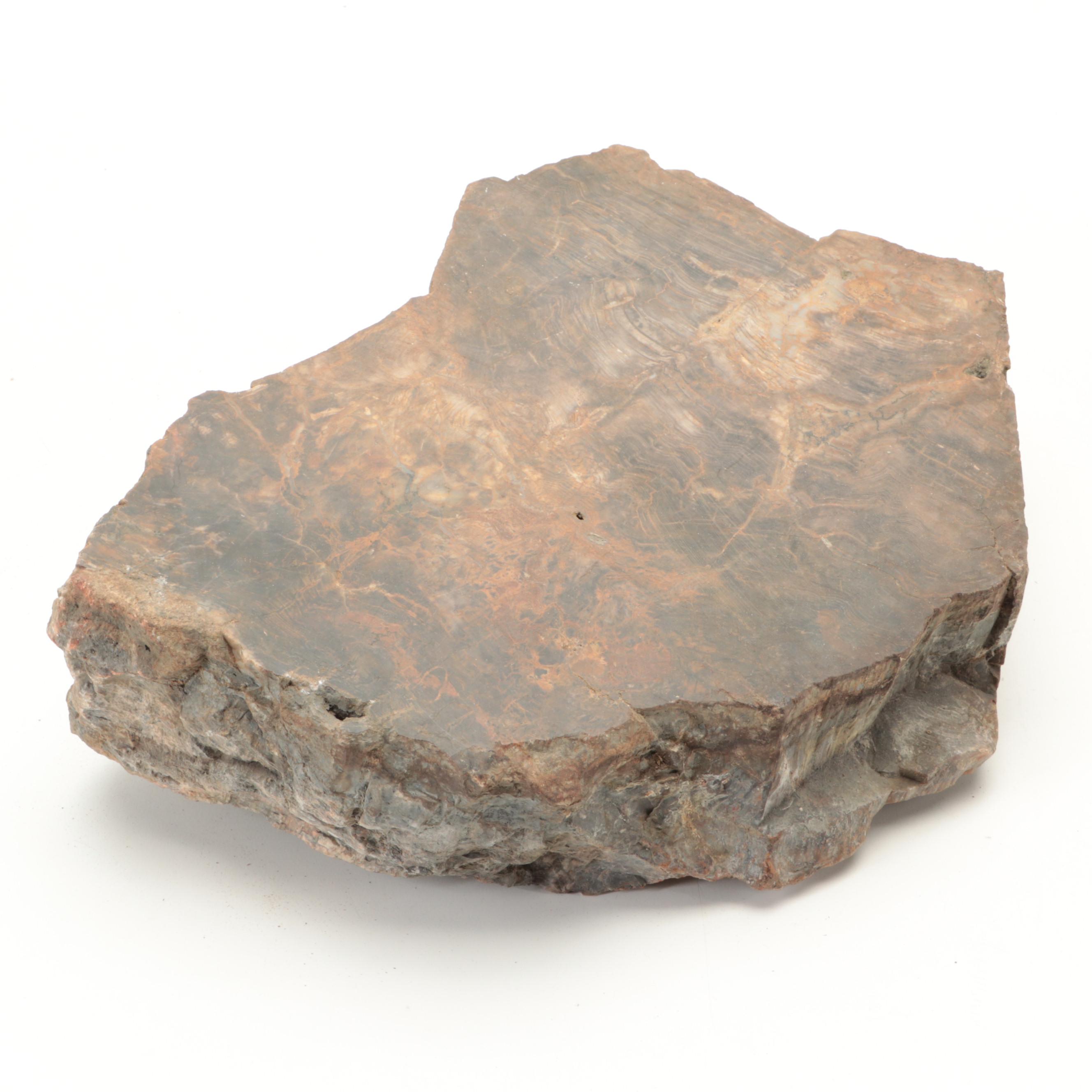 Petrified Wood Specimens