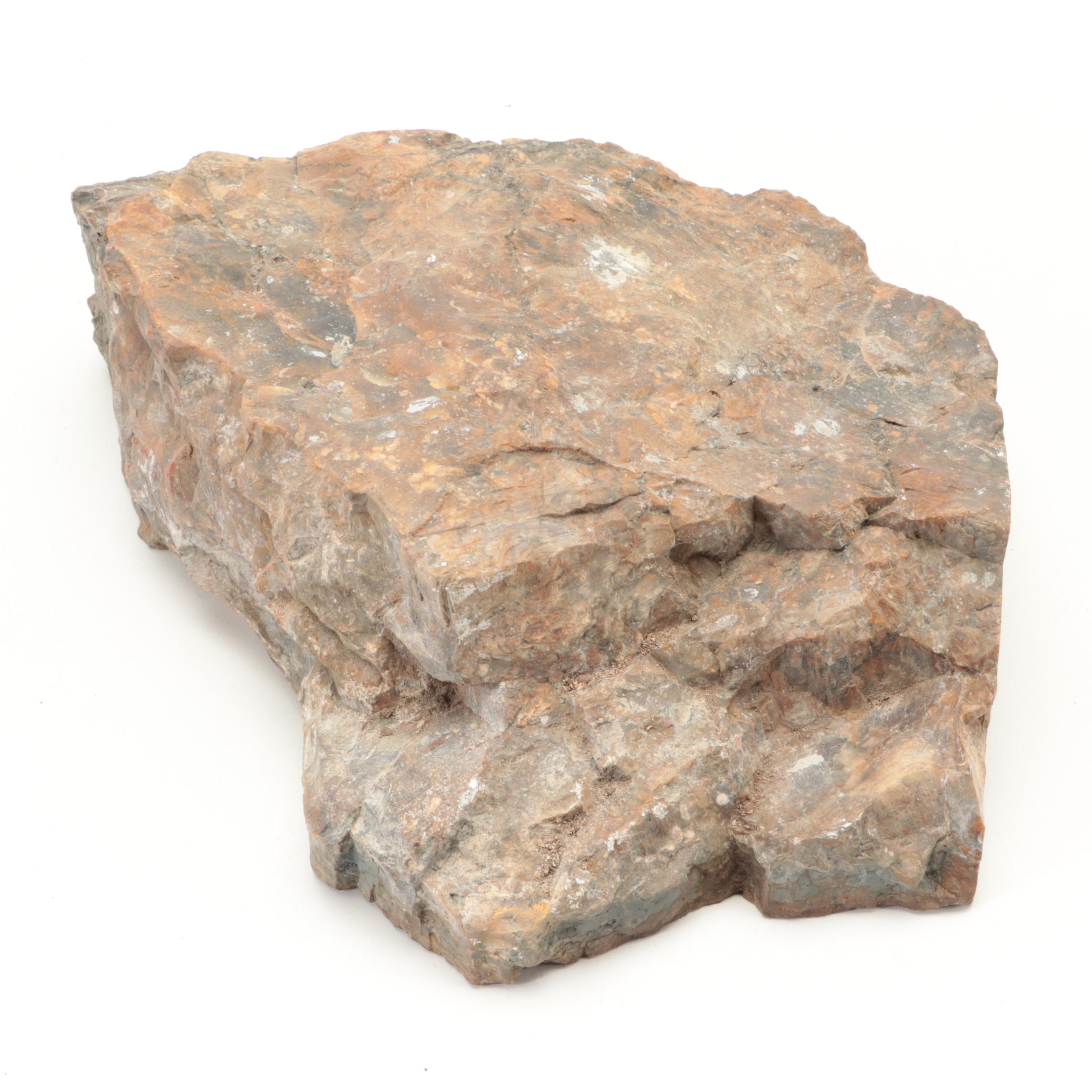 Petrified Wood Specimens