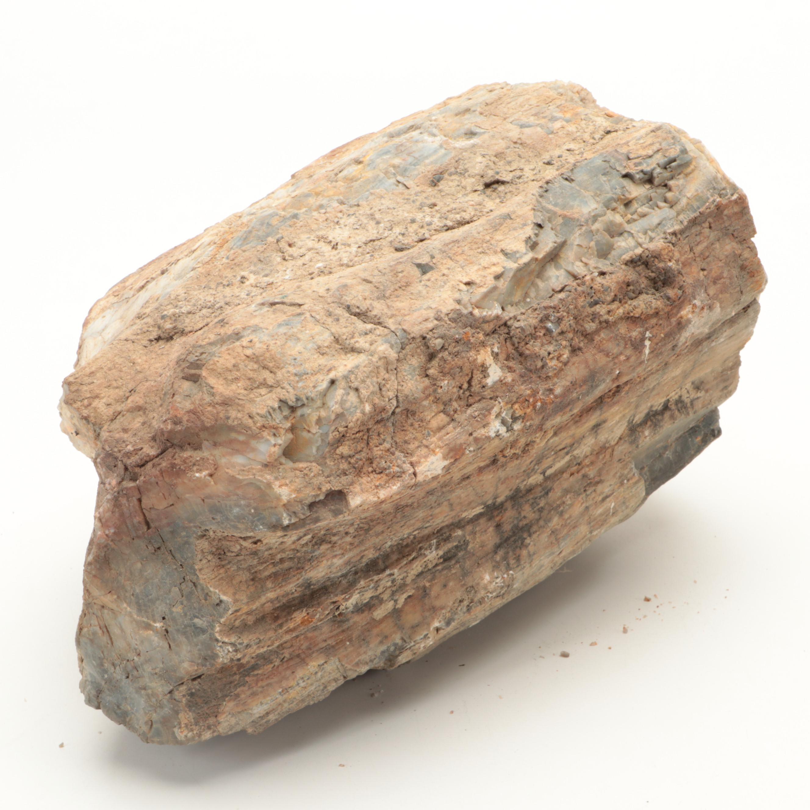 Rough Petrified Wood Specimens