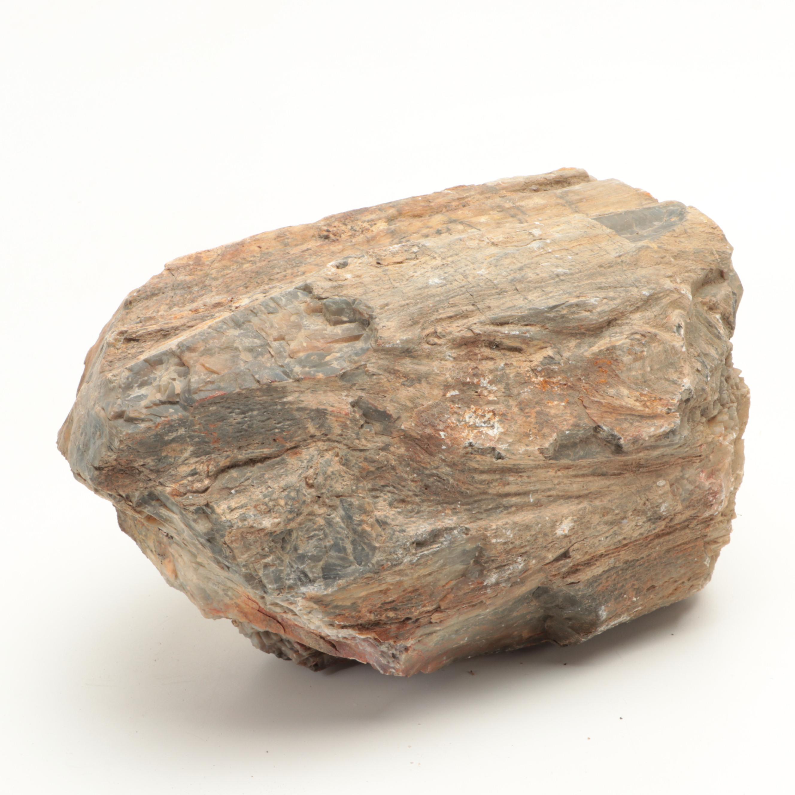 Rough Petrified Wood Specimens