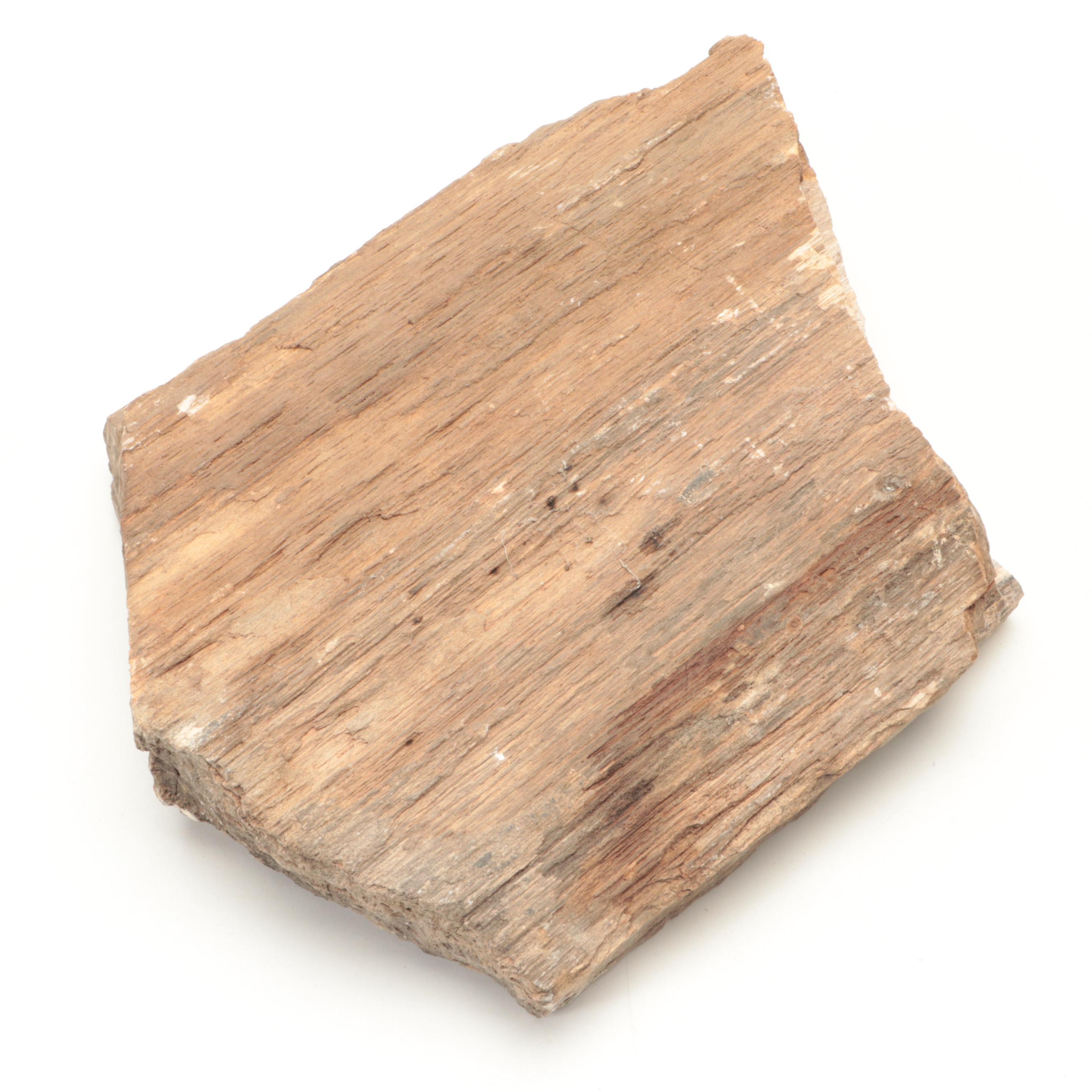 Rough Petrified Wood Specimens
