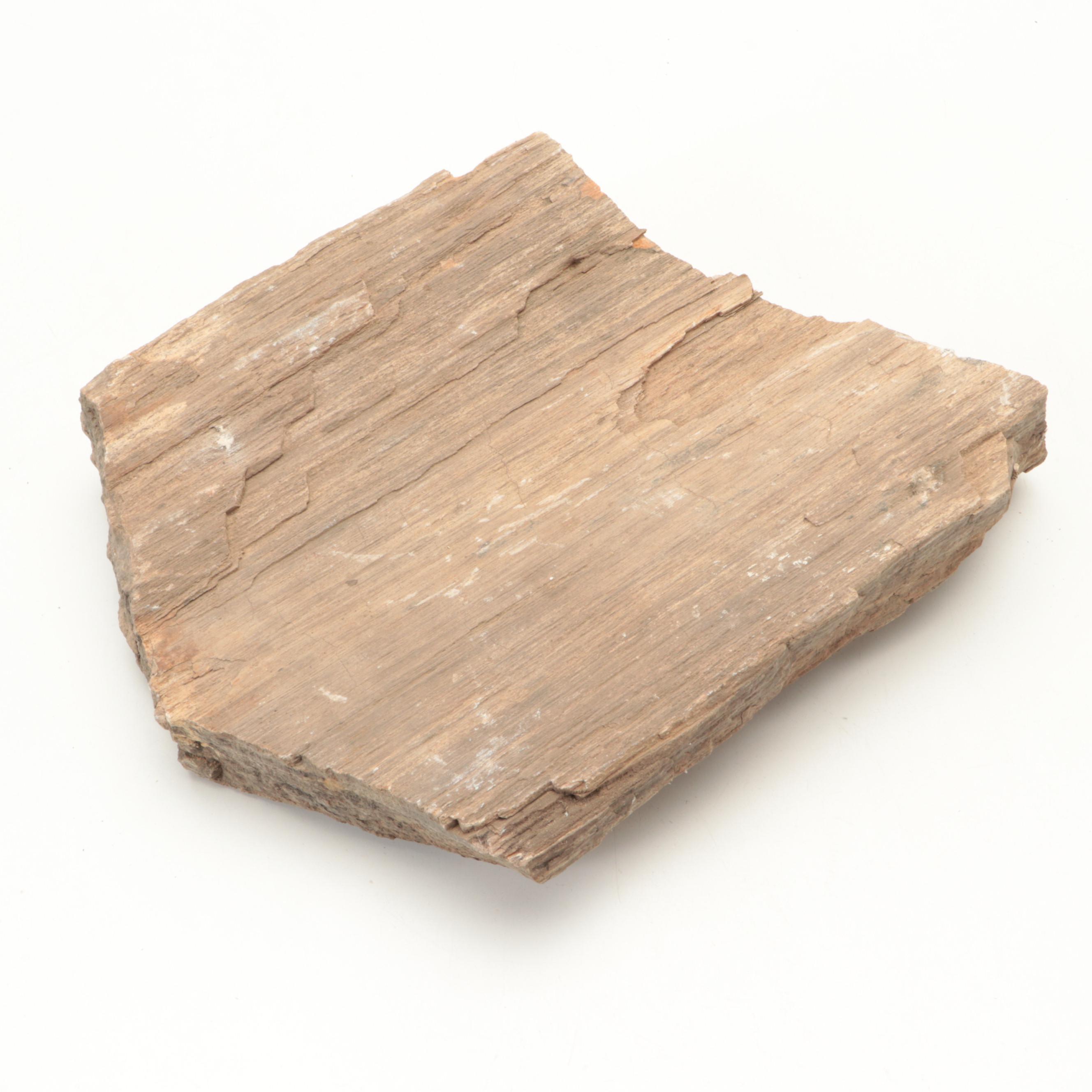 Rough Petrified Wood Specimens