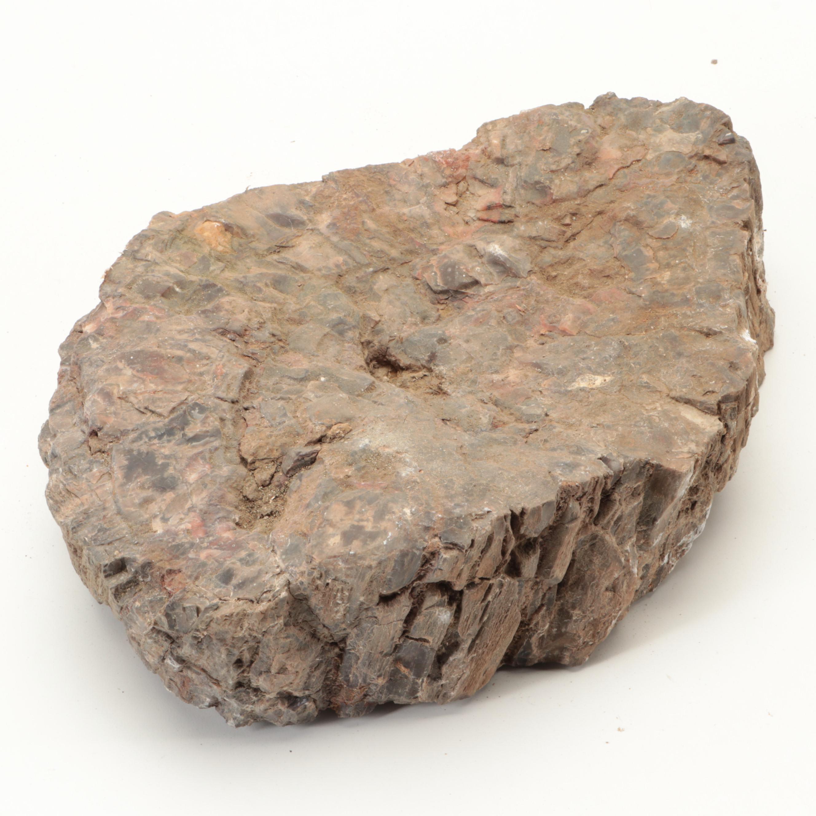 Petrified Wood Specimen Slices